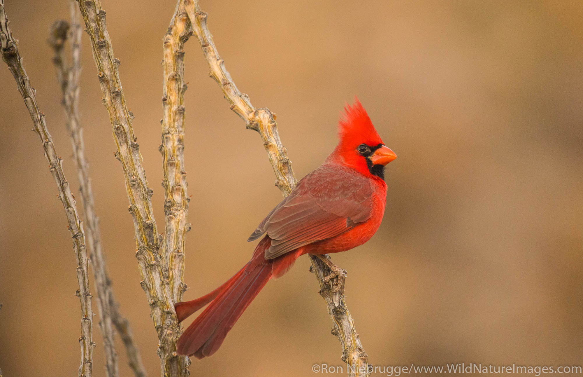 Northern Cardinal, Arizona.