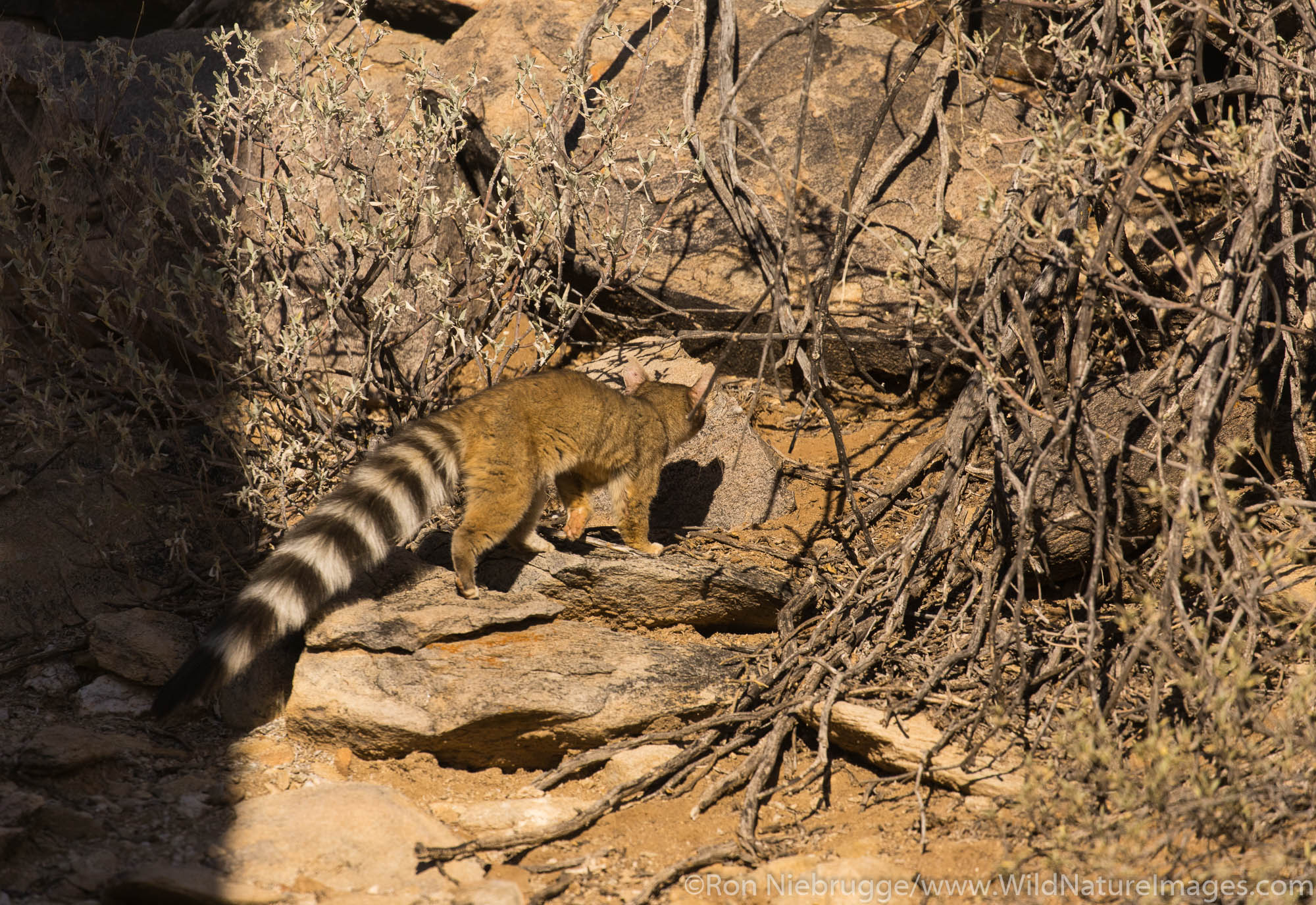 Ring-tailed cat. Arizona.