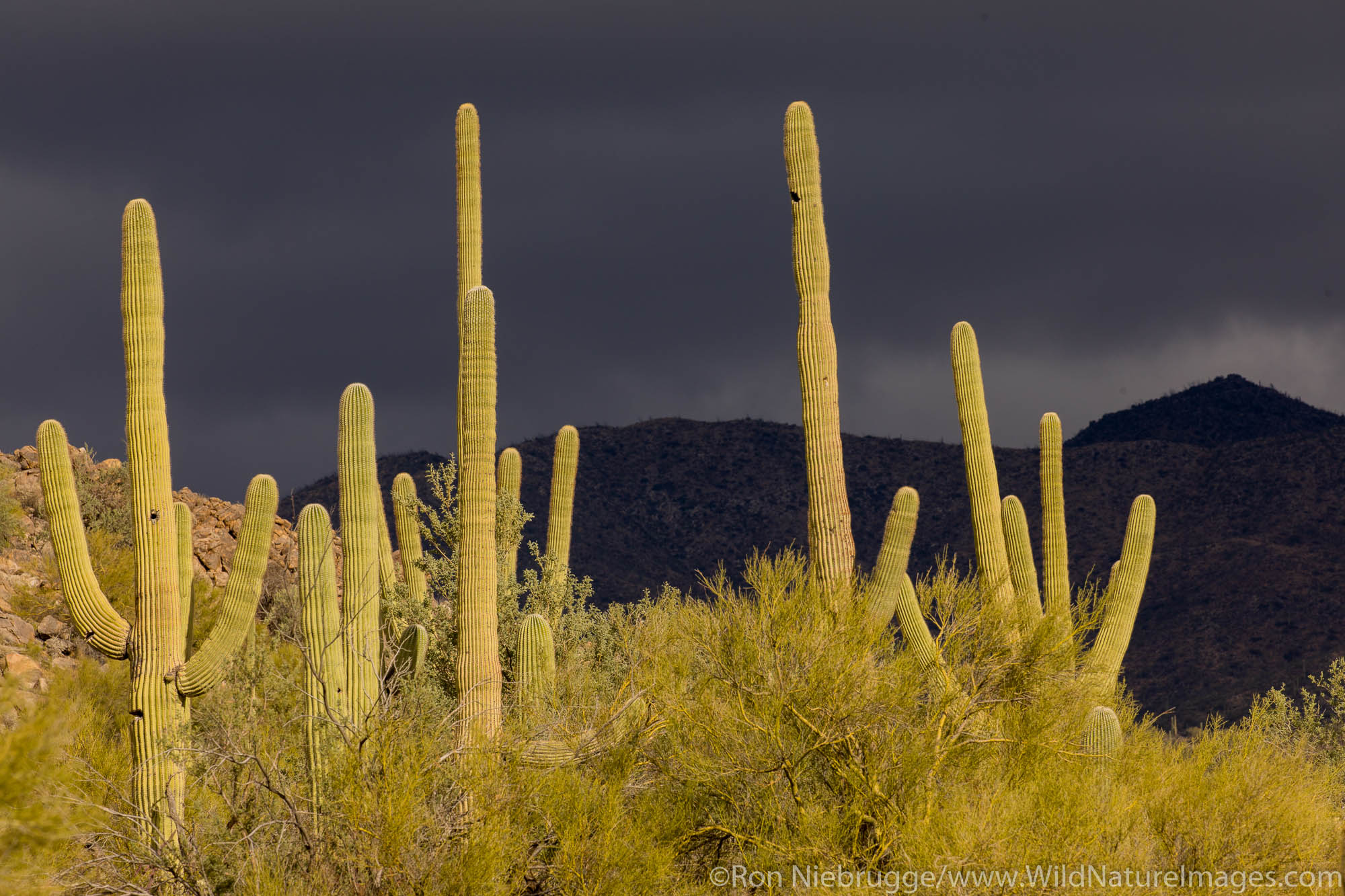 Saguaro cactus against stormy sky.  Arizona.
