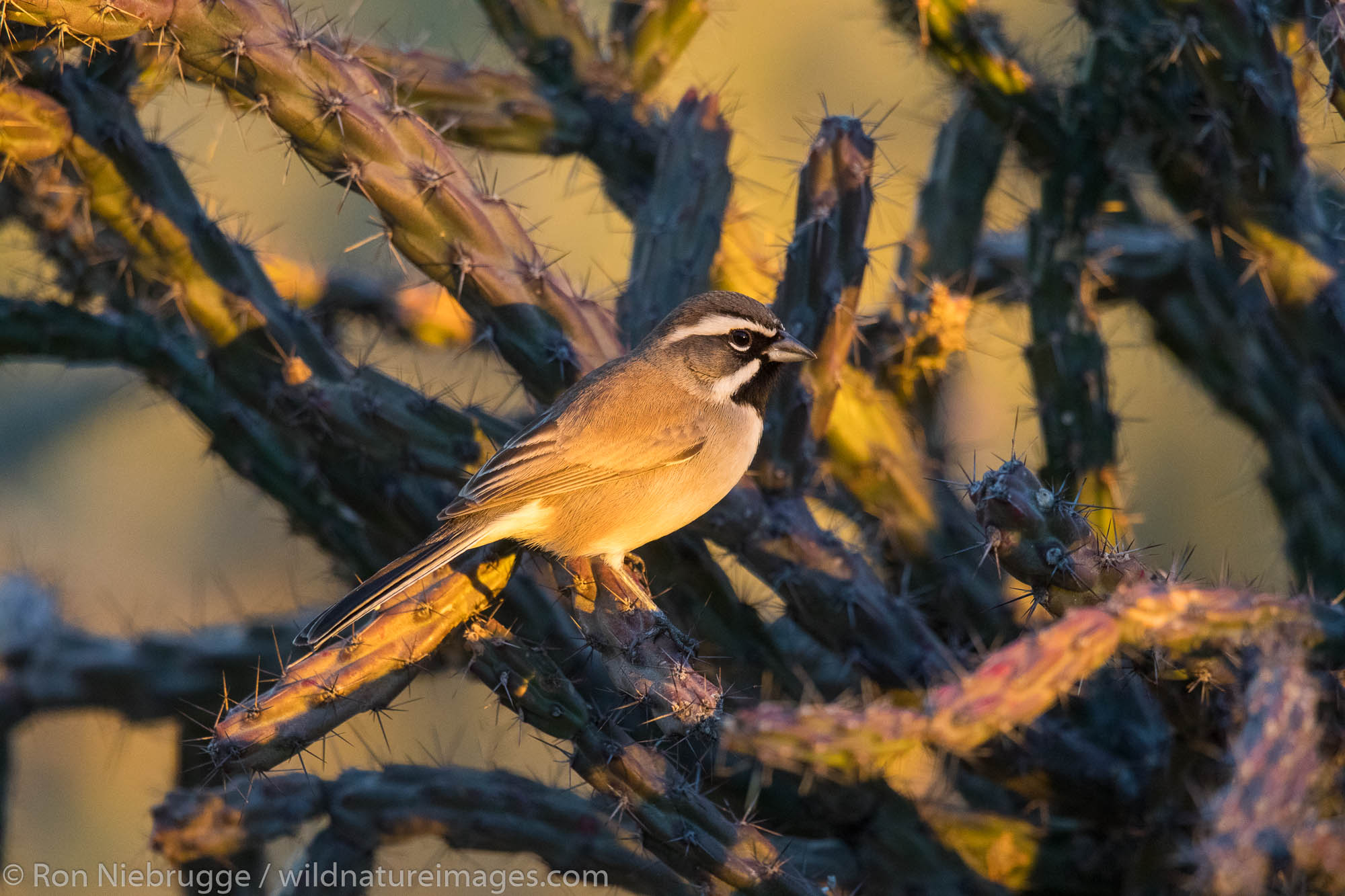 Black-chinned sparrow.  Arizona.