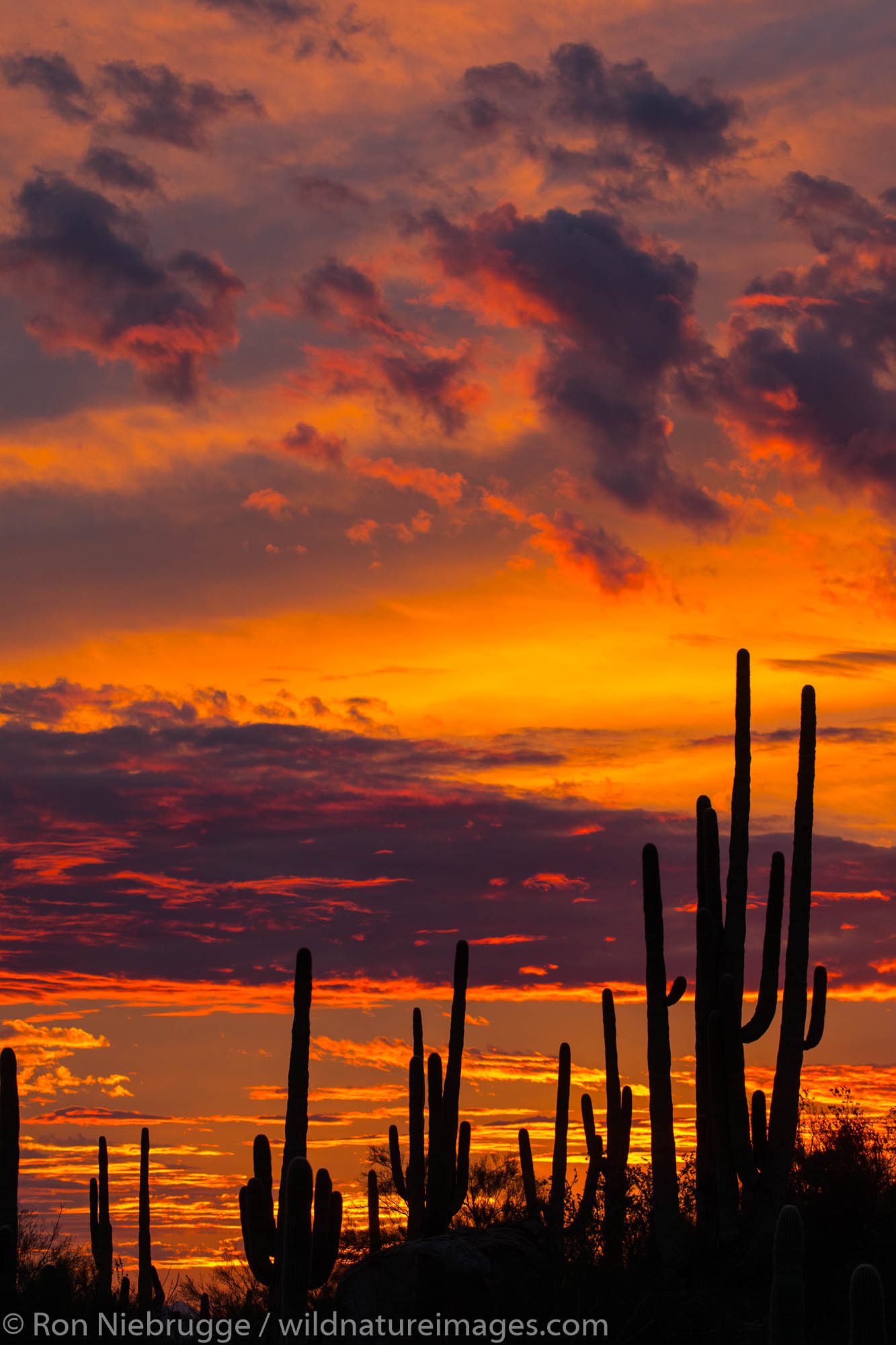 Sagauro cactus silhouetted against sunset sky.  Arizona.