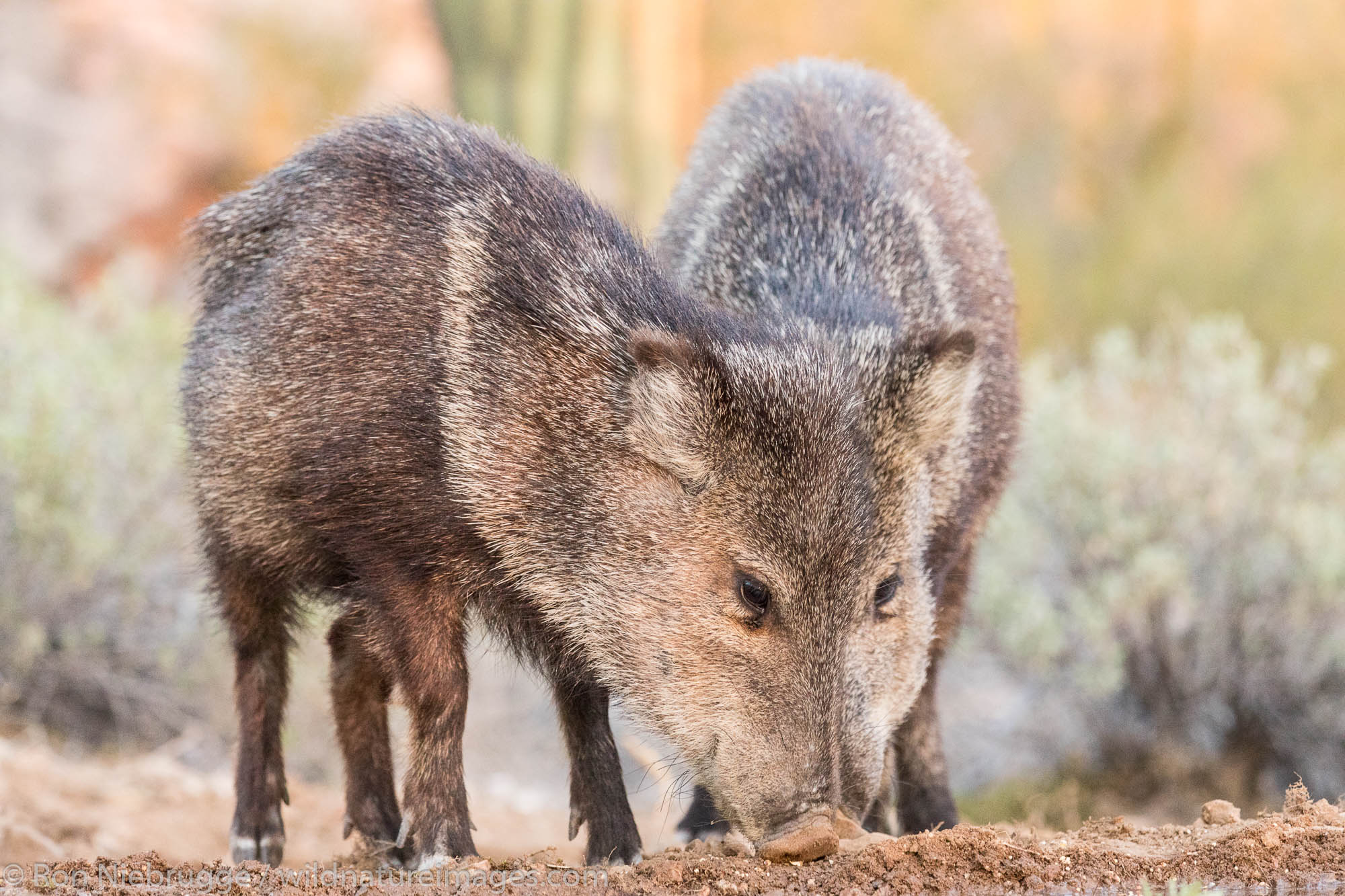Javalina.  Arizona.