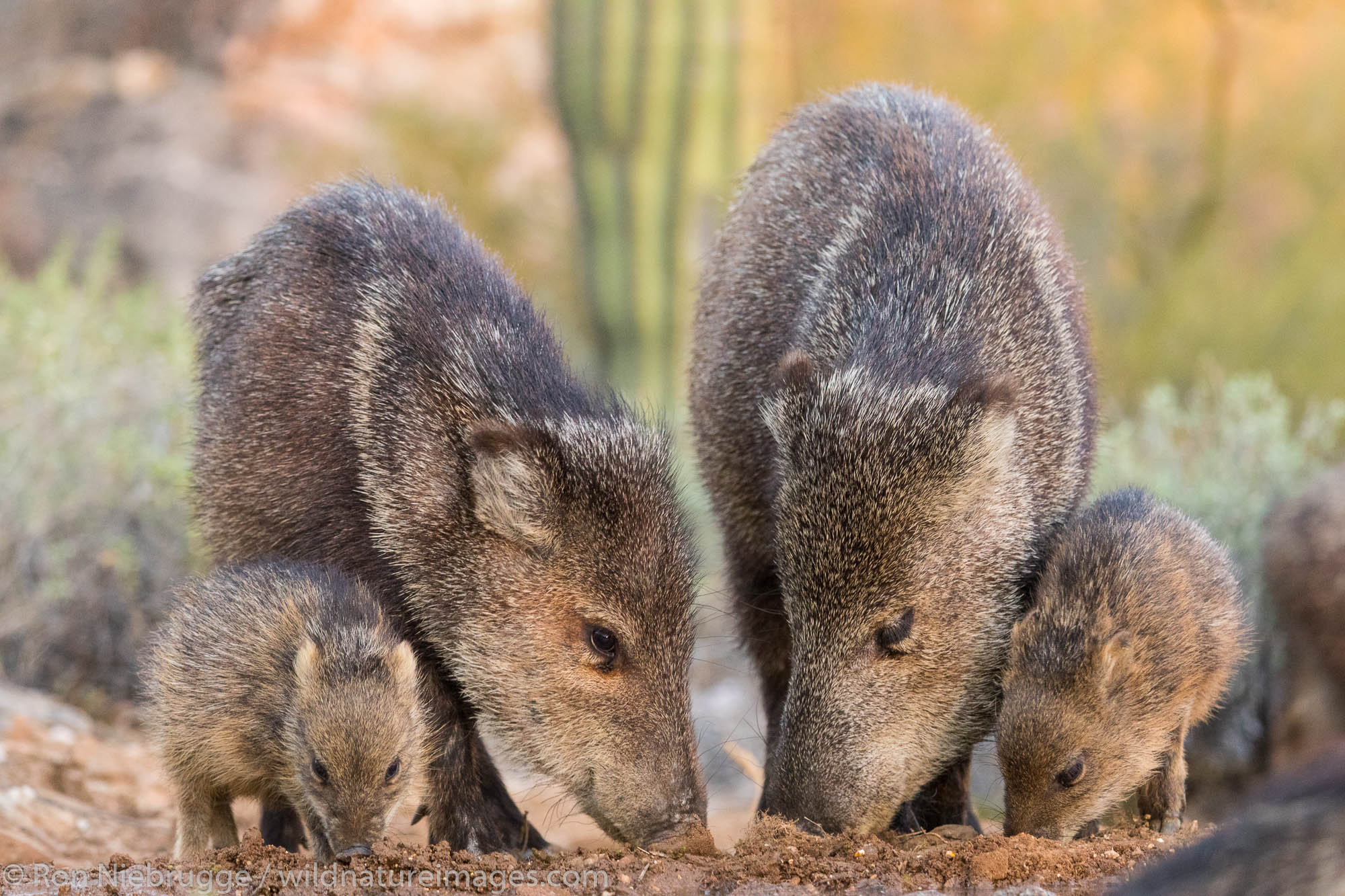 Javalina.  Arizona.