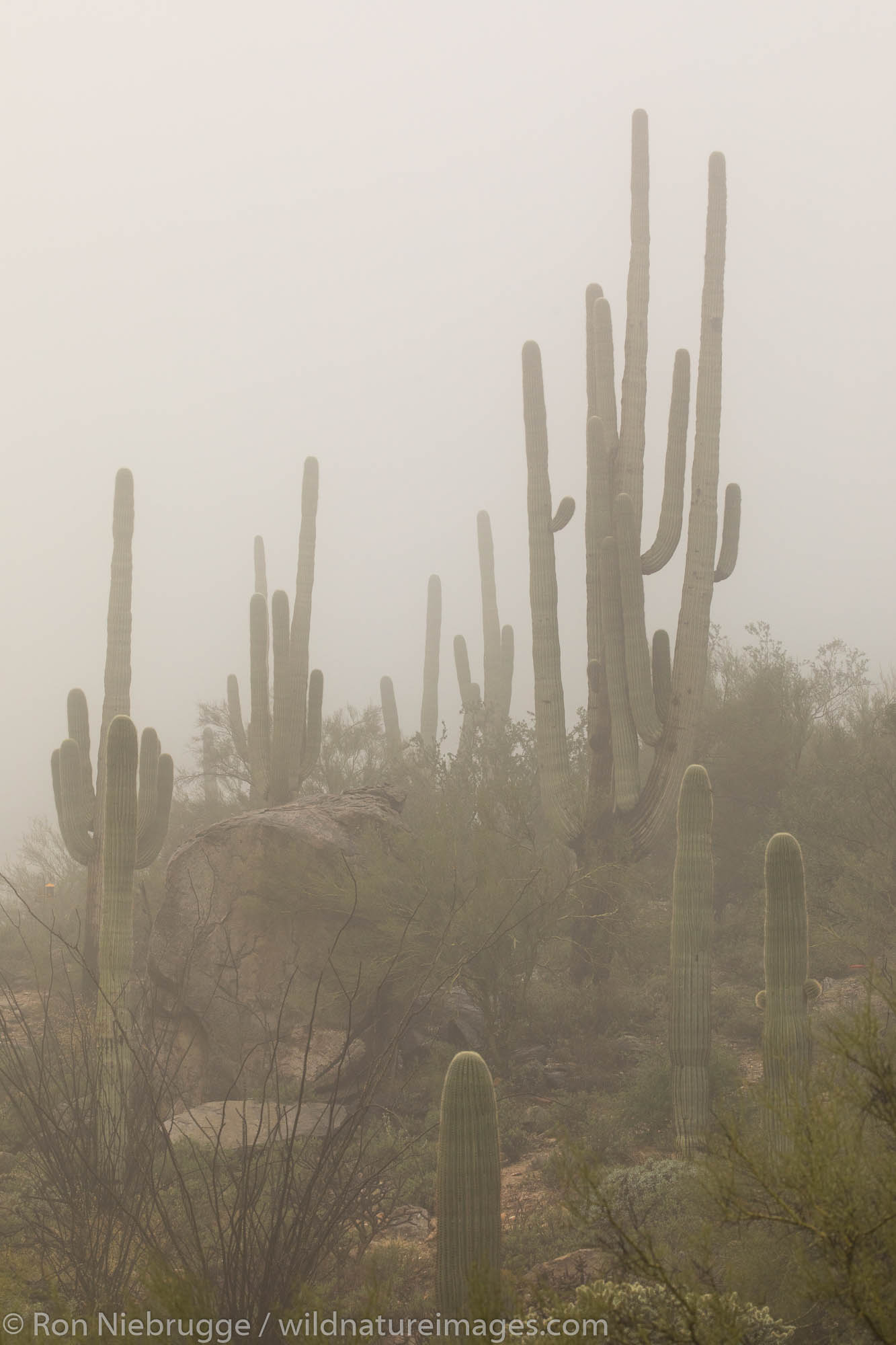 Desert rain.  Arizona.