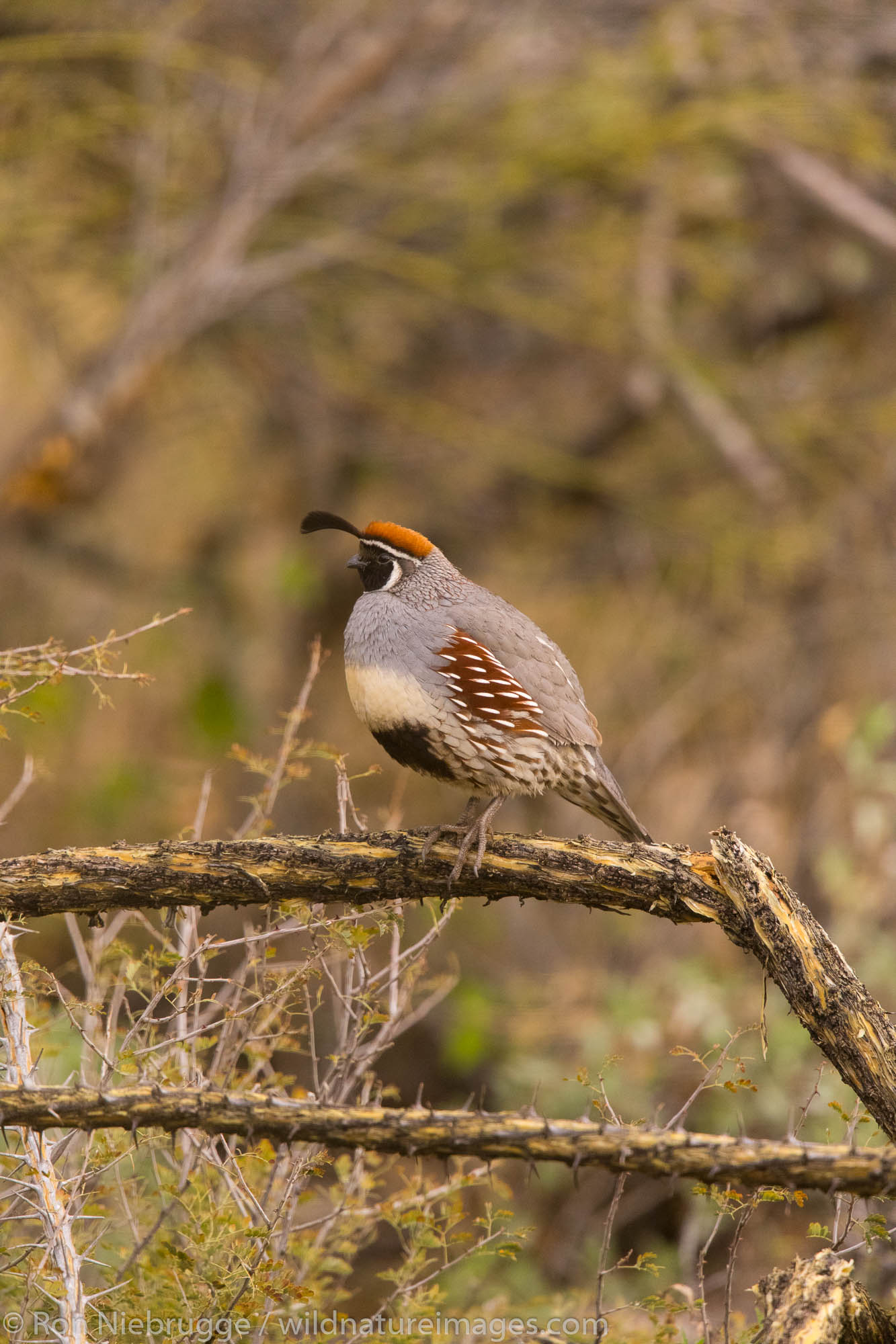 Gambel's Quail, Arizona.