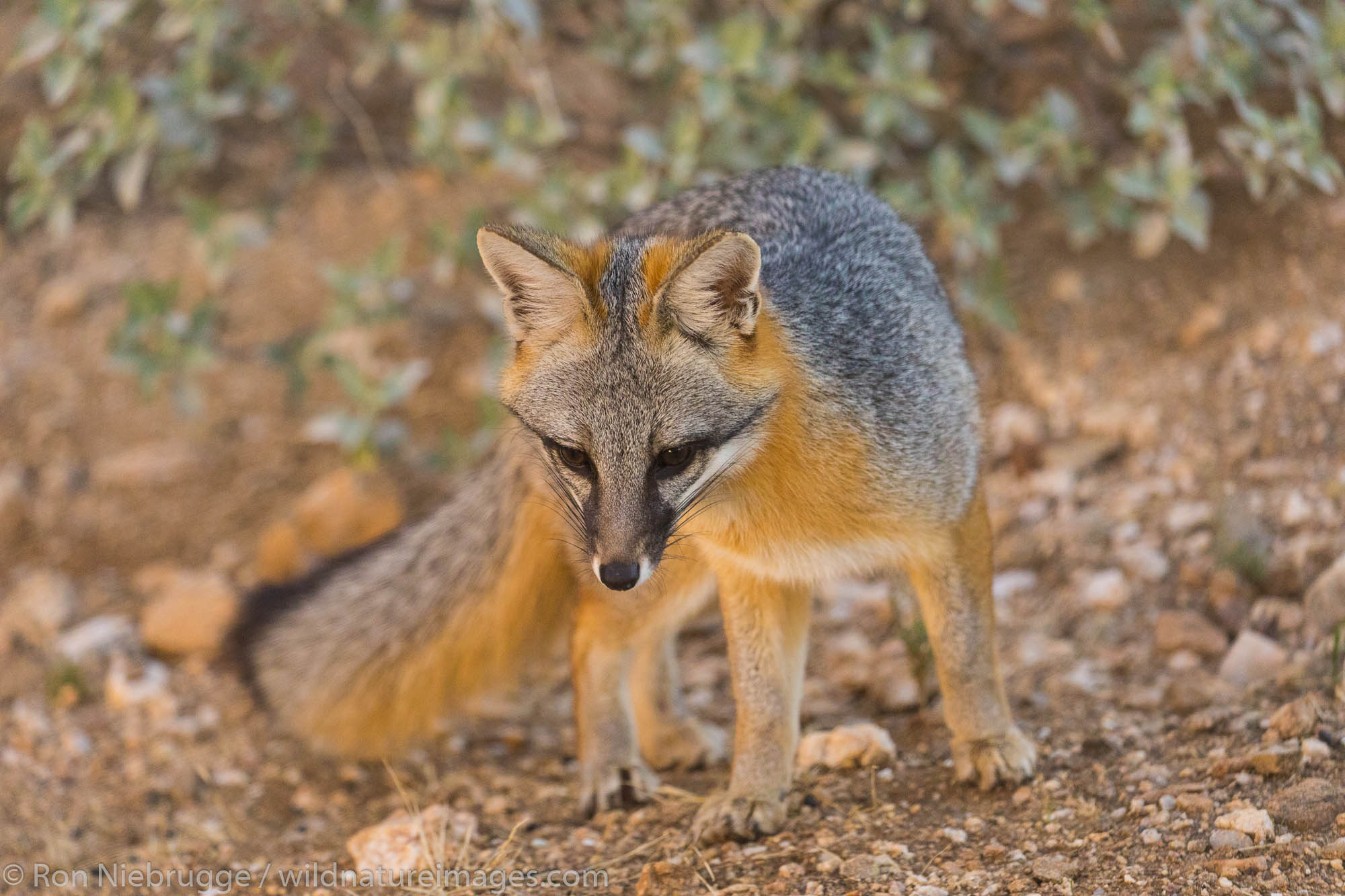 Gray Fox, Arizona.