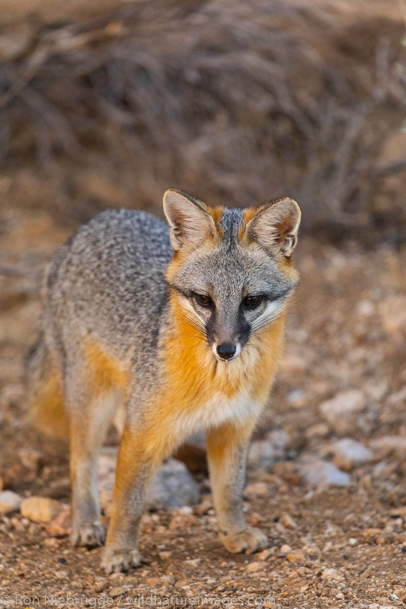 Gray fox, Marana, near Tucson, Arizona.