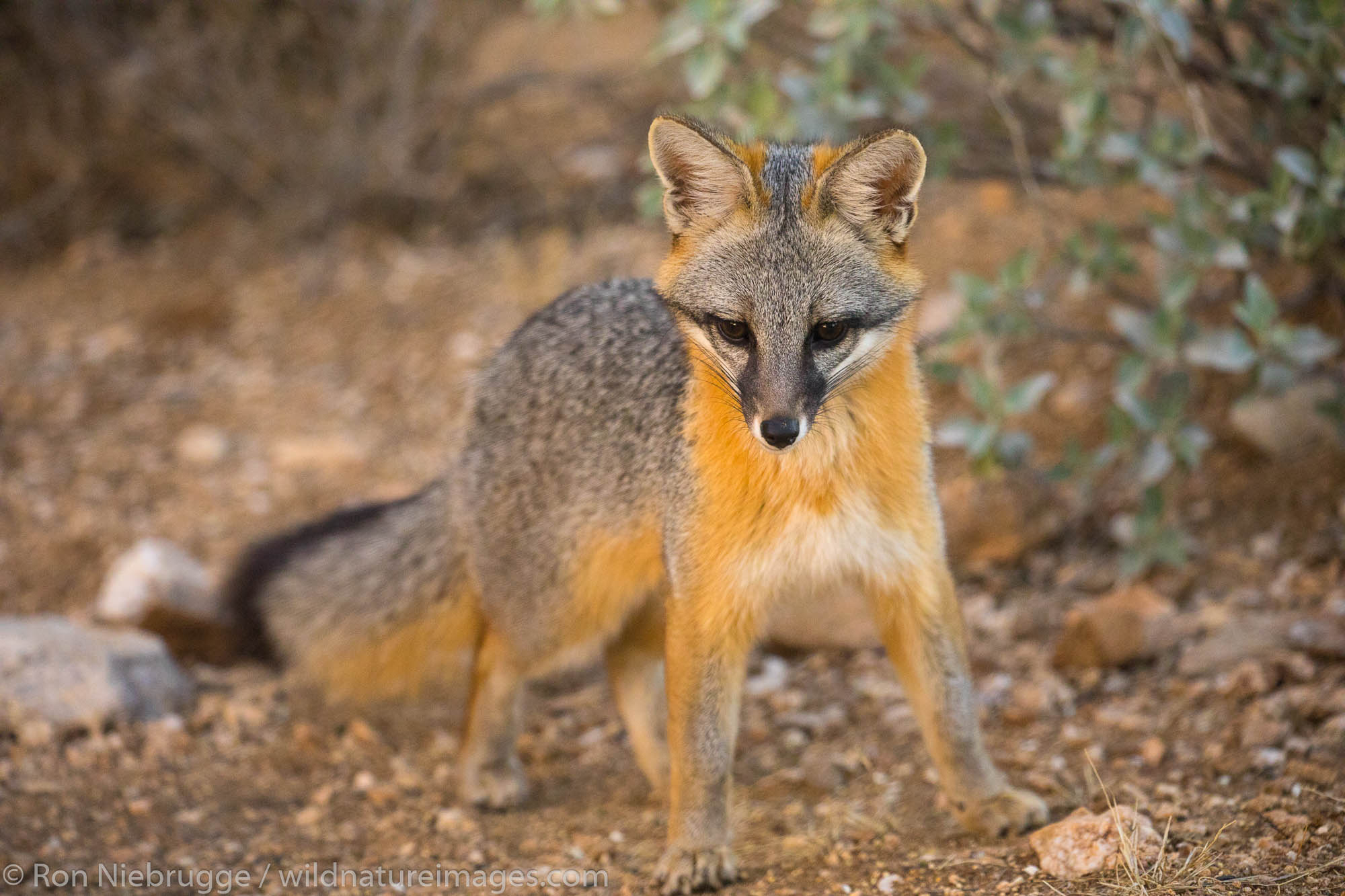 Gray Fox, Arizona.