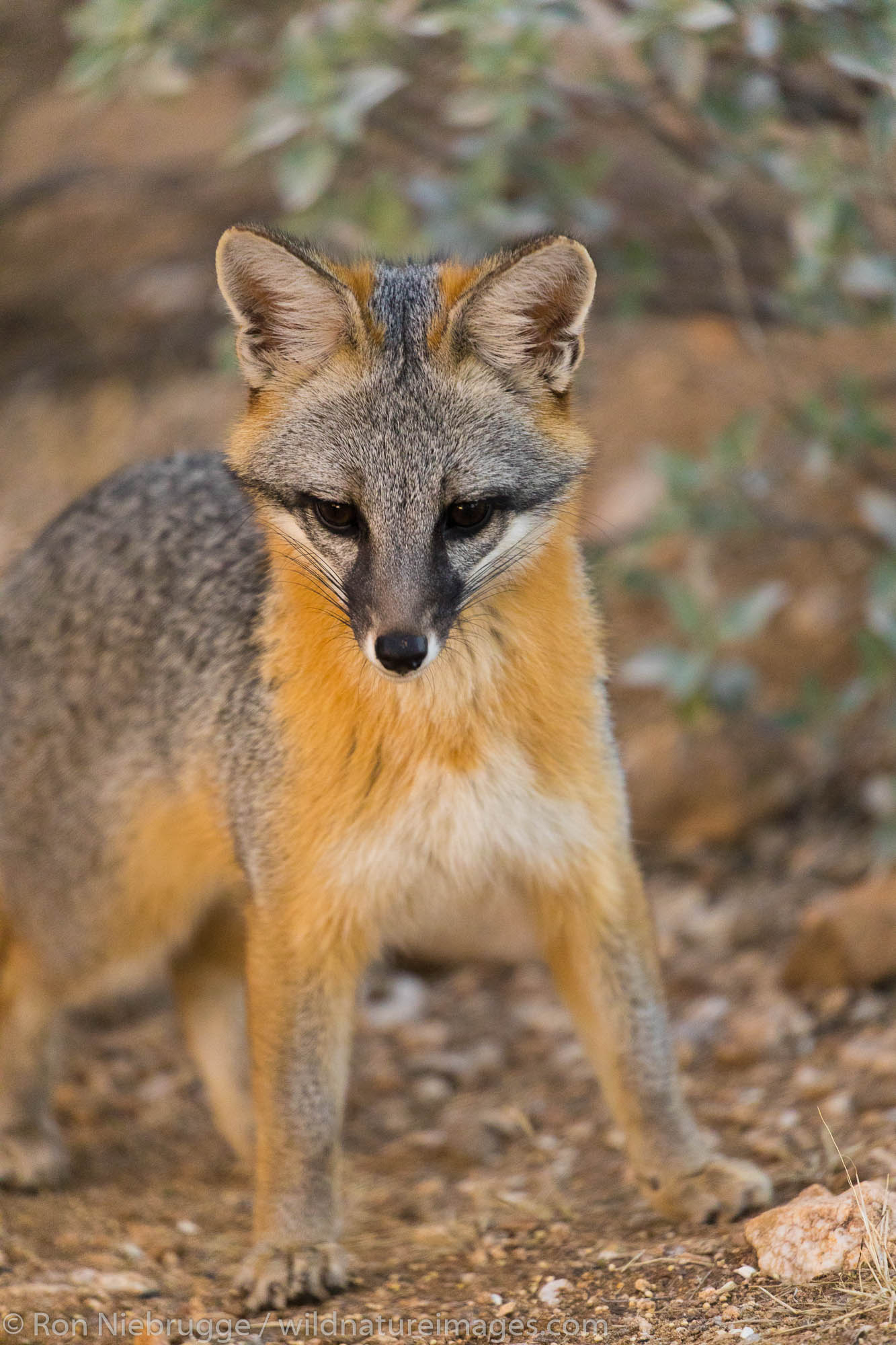 Gray Fox, Arizona.