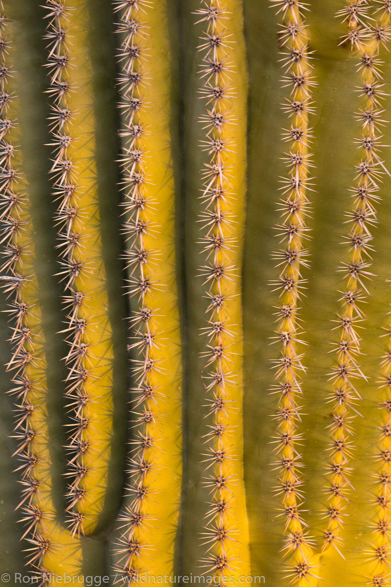 Close-up of Saguaro cactus.  Arizona.