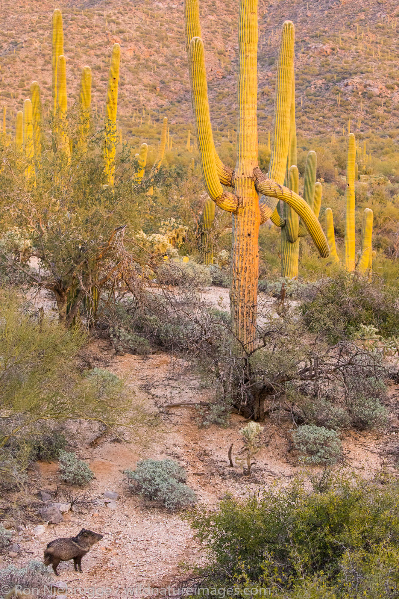 Javalina in Sonoran desert.  Arizona.