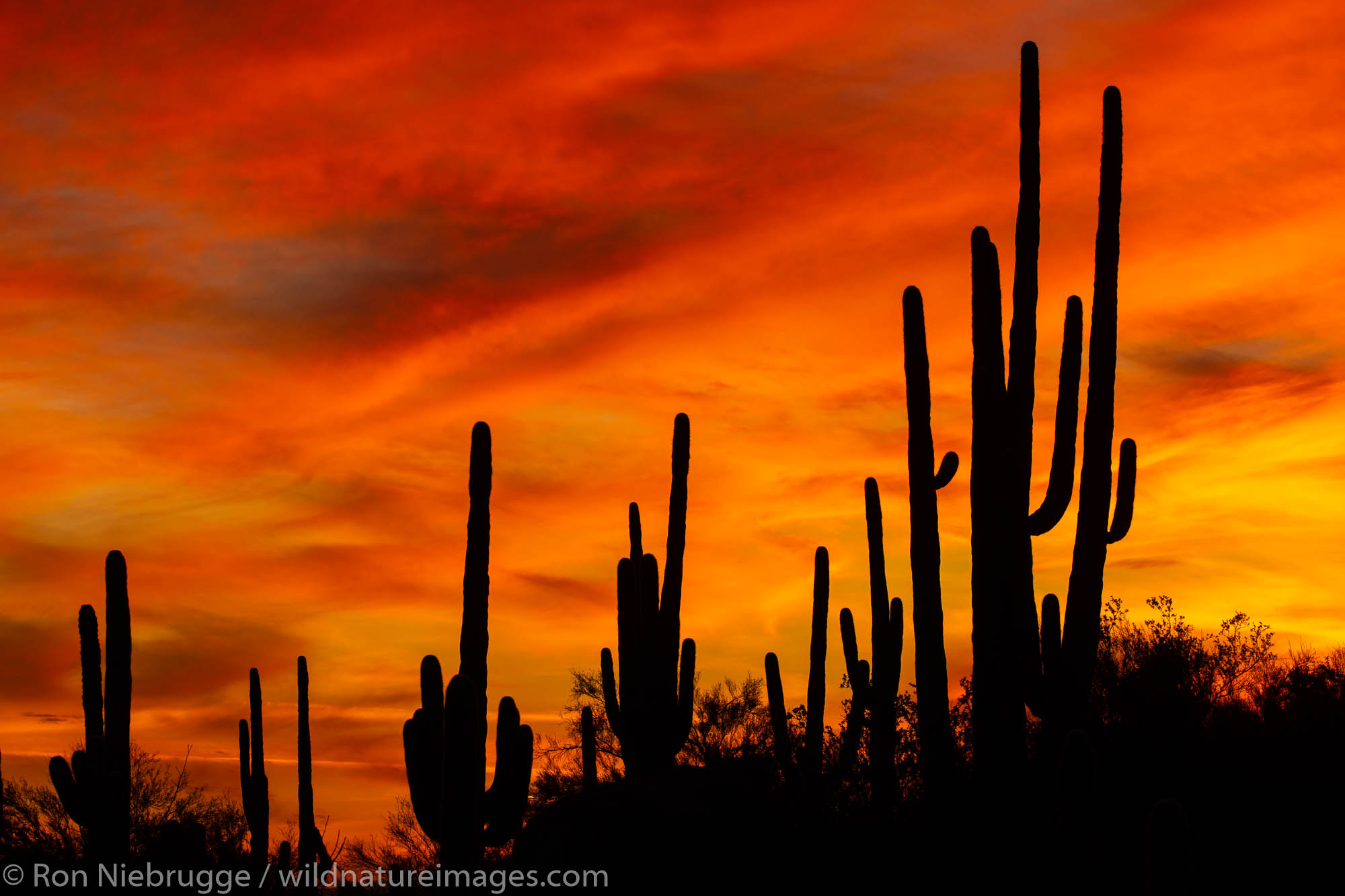 Saguaro cactus at sunset, Marana, near Tucson, Arizona.