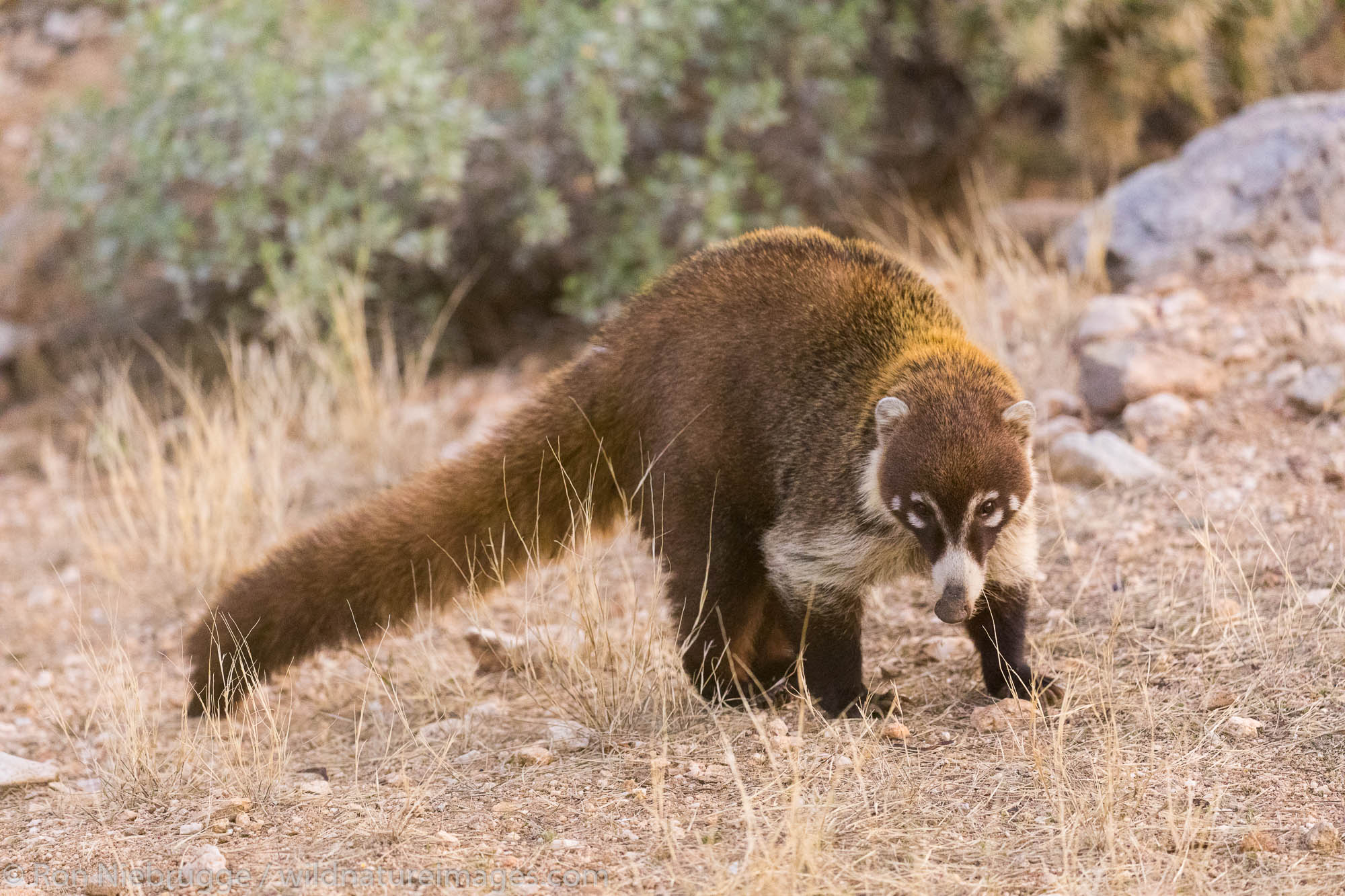 White-nosed coati.  Arizona.