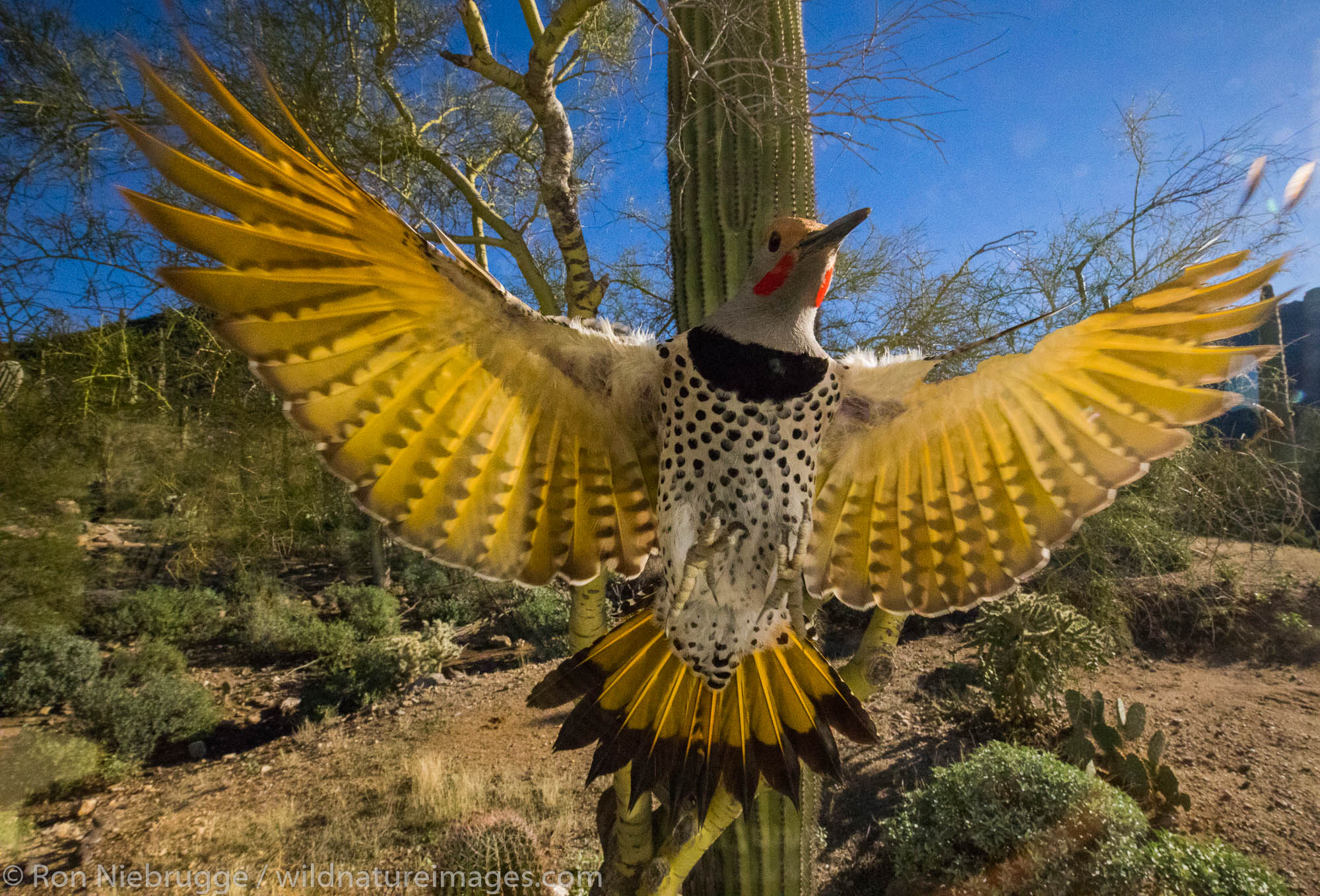 Gilded Flicker, Arizona.