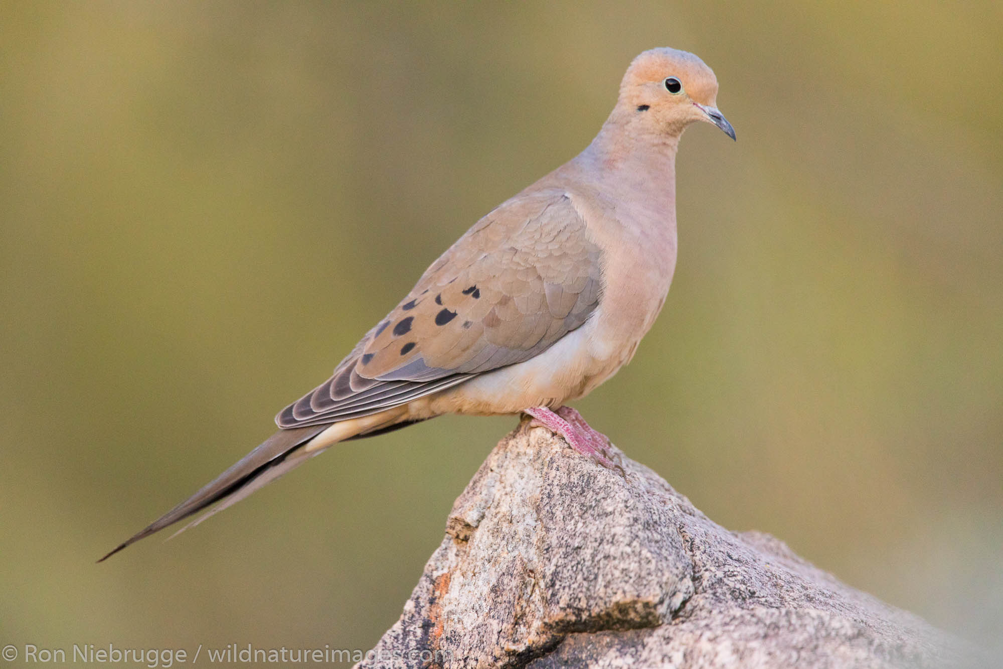 Mourning Dove, Arizona.