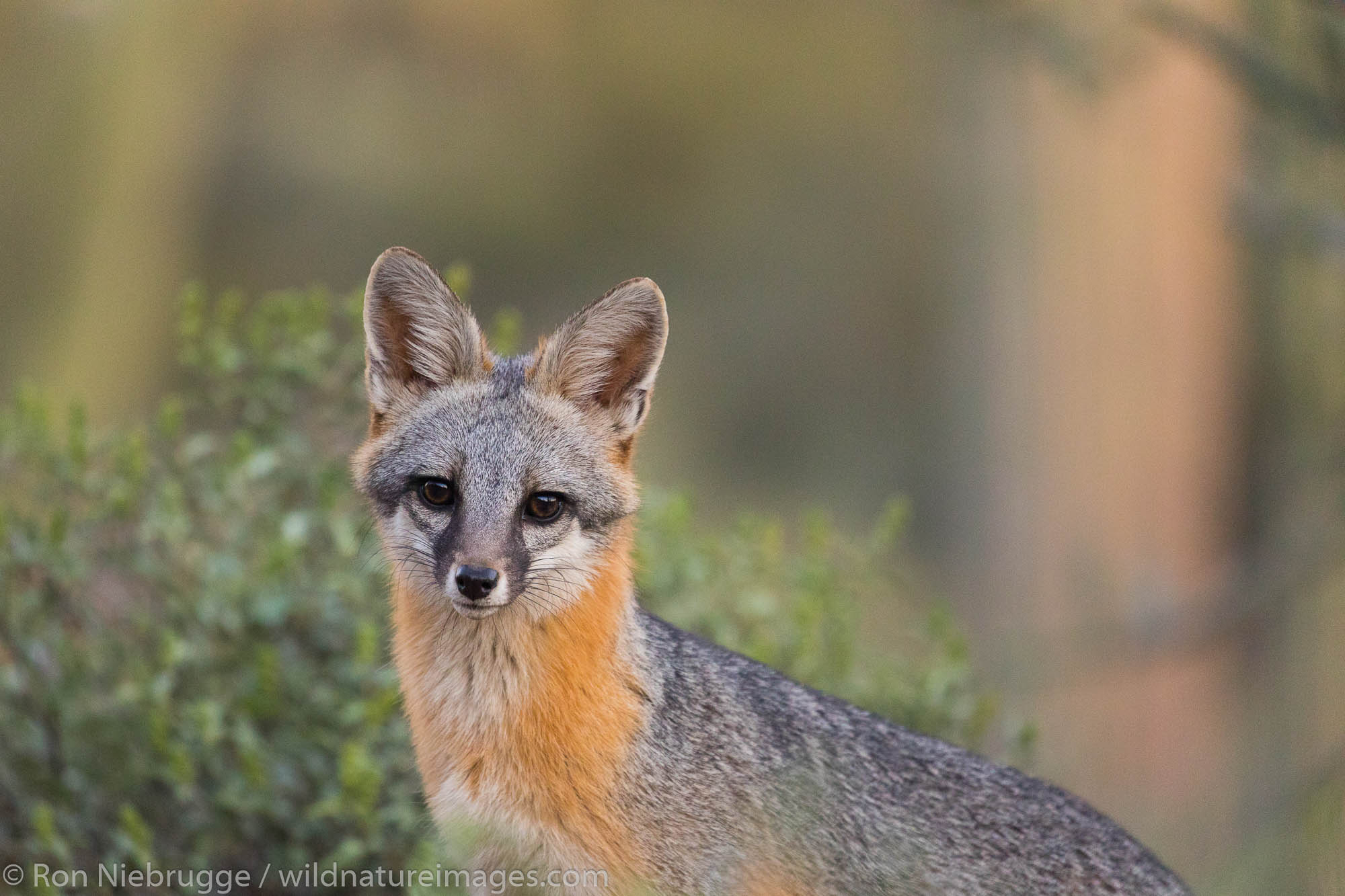 Gray Fox, Arizona.