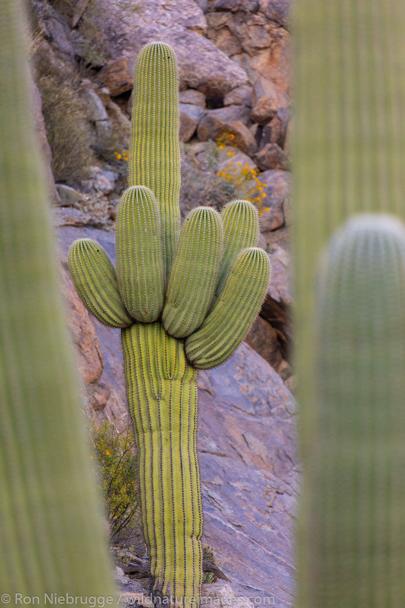 Saguaro Cactus, Marana, near Tucson, Arizona.