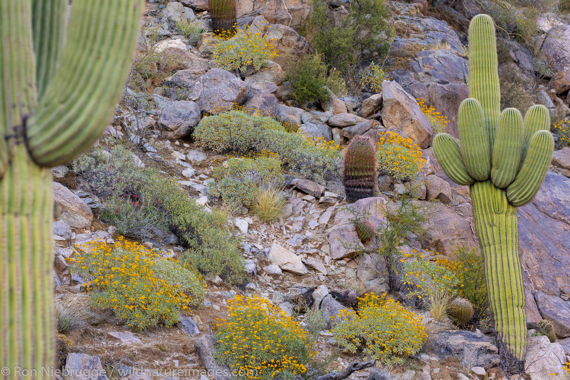 Saguaro Cactus, Marana, near Tucson, Arizona.