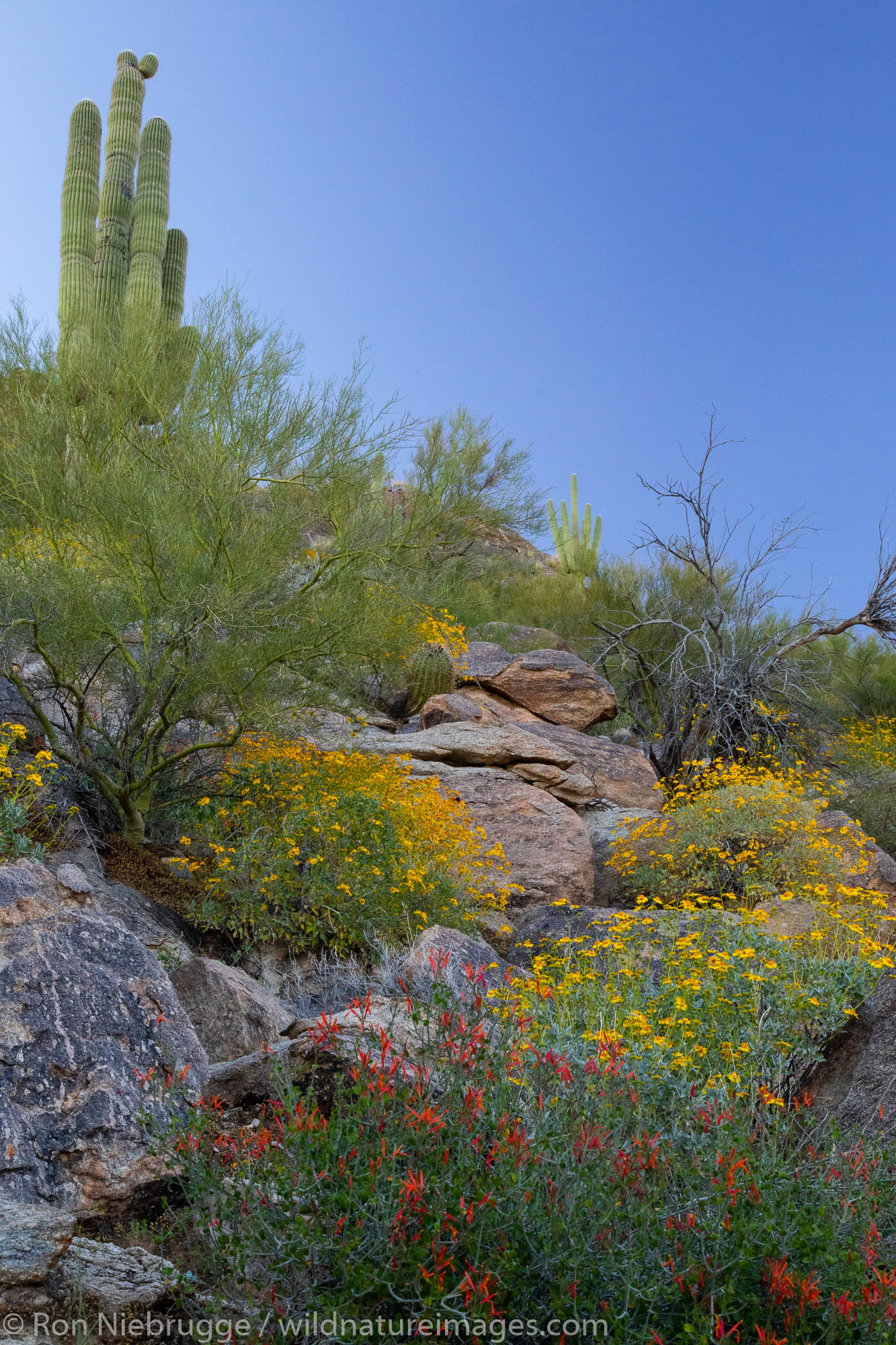 Marana, near Tucson, Arizona.