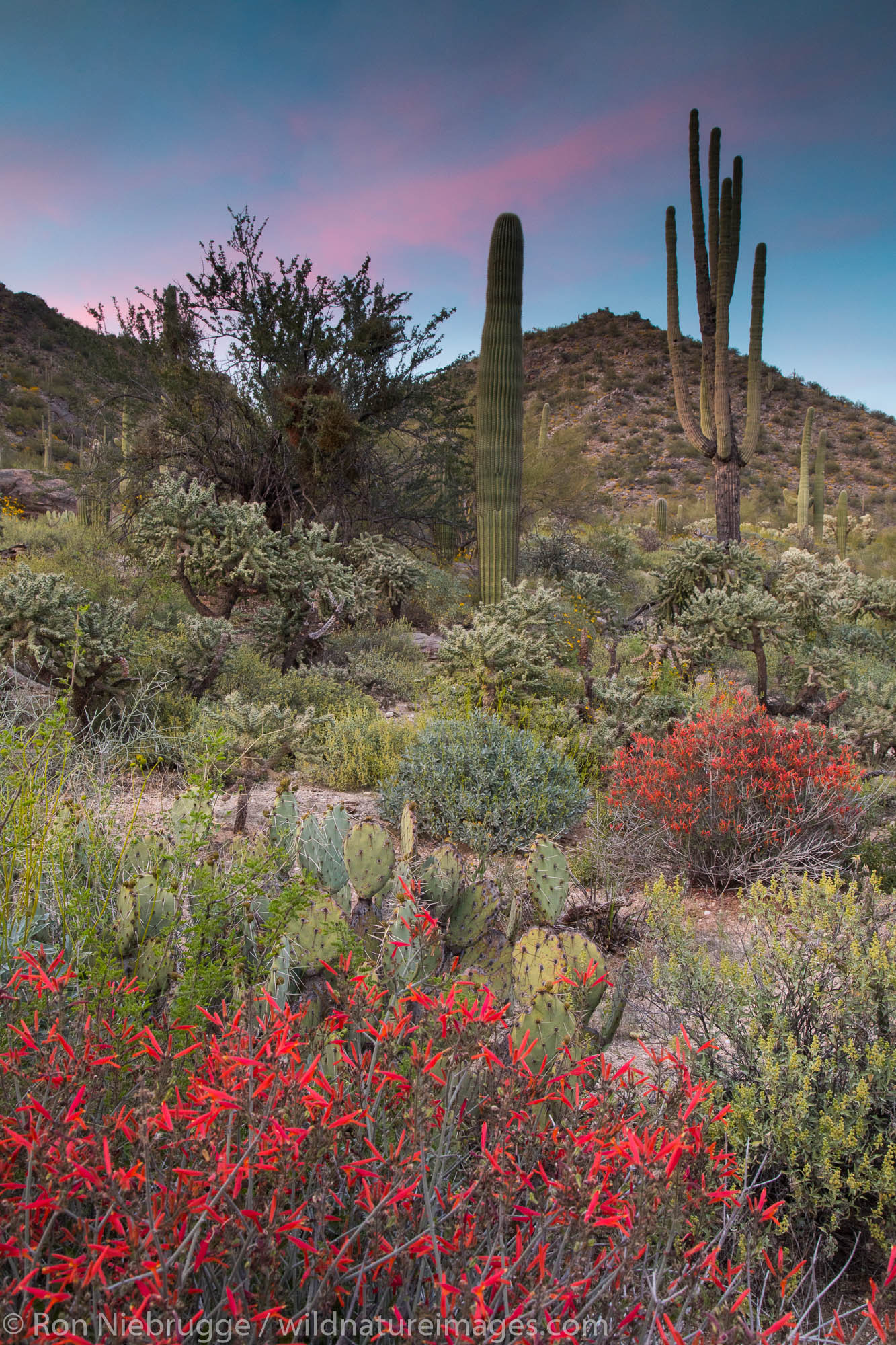 Sonoran desert sunset, Arizona.