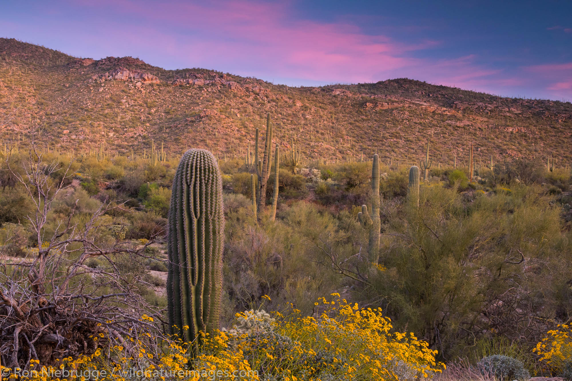 Sonoran desert sunset, Arizona.