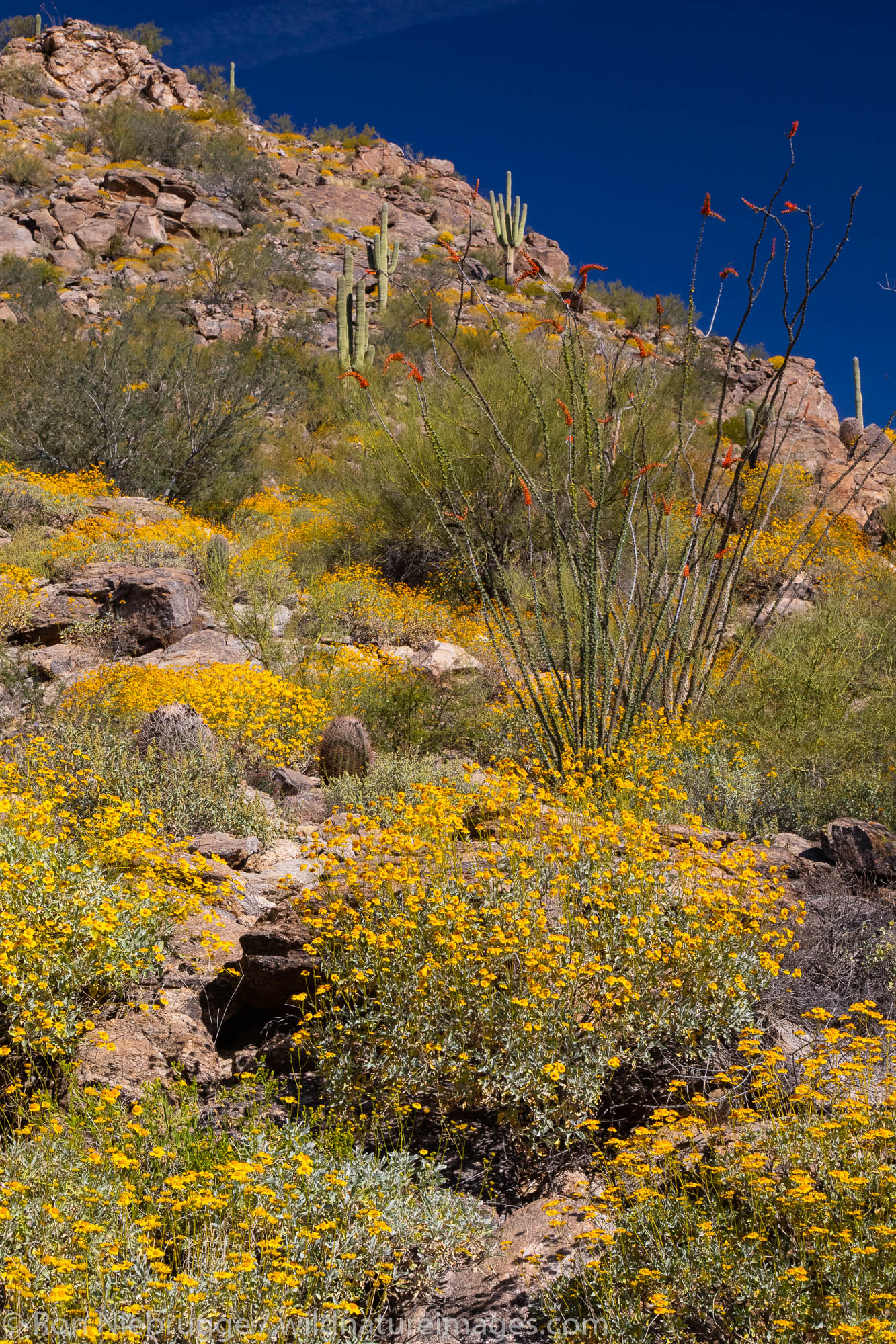 Desert wildflowers in bloom, Arizona.