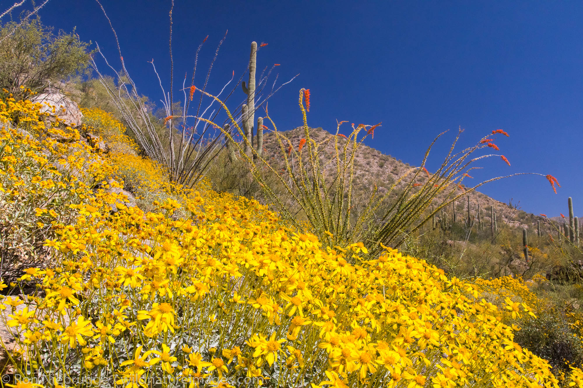Desert wildflowers in bloom.  Arizona.