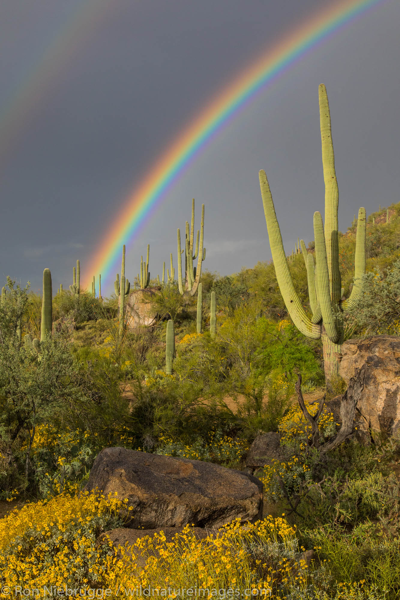 Desert rainbow, Arizona.