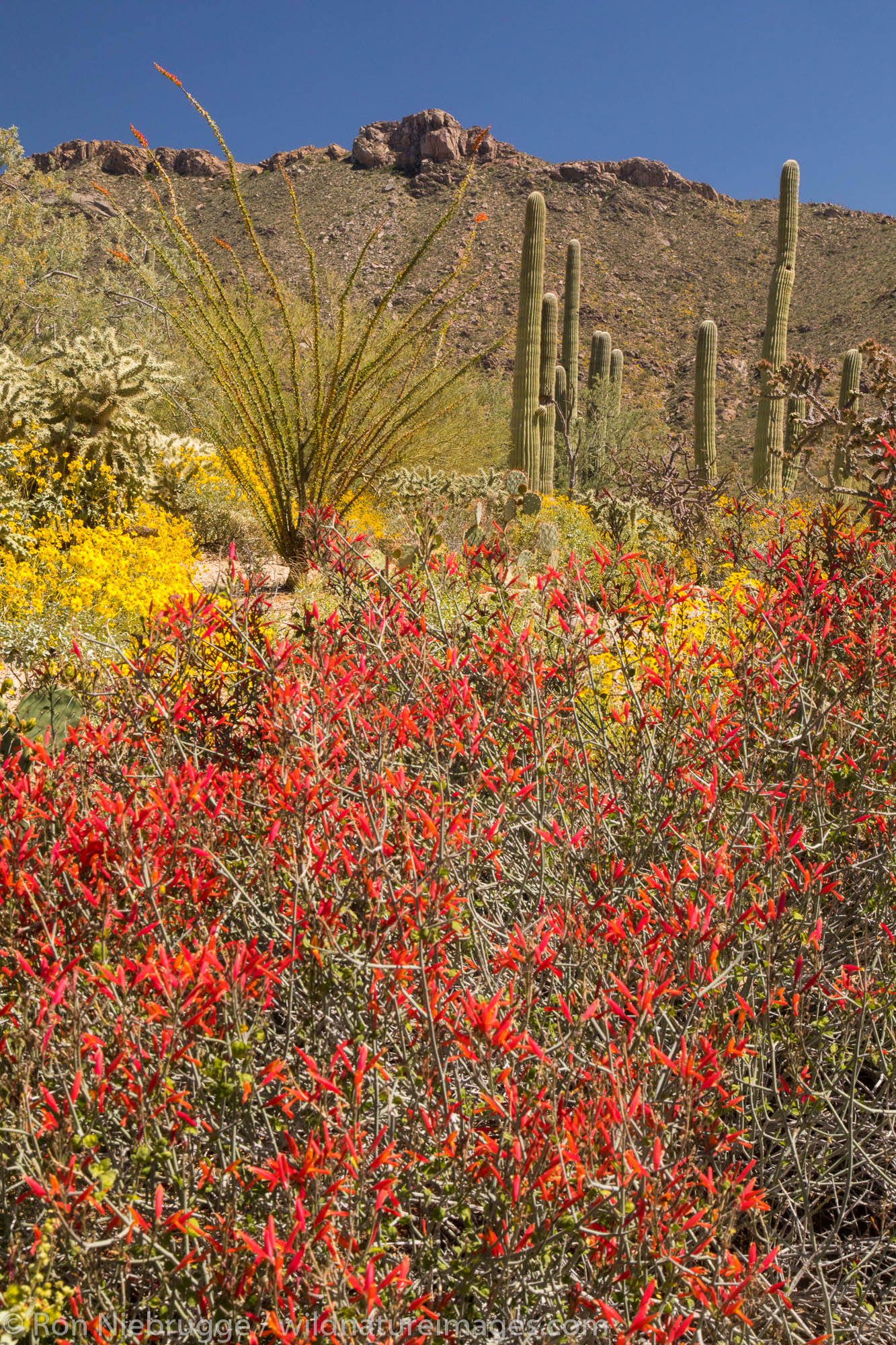 Desert wildflowers in bloom.  Arizona.