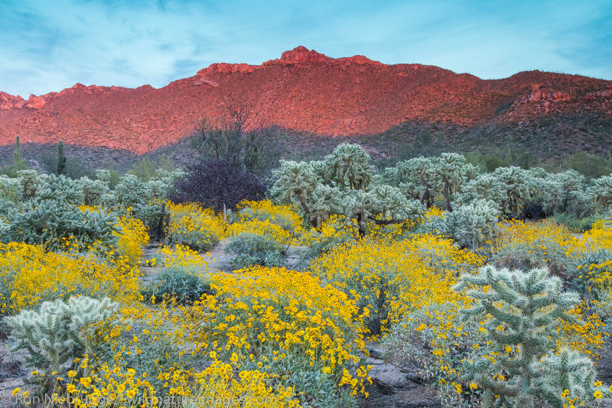 Cholla cactus with brittlebush.  Arizona.