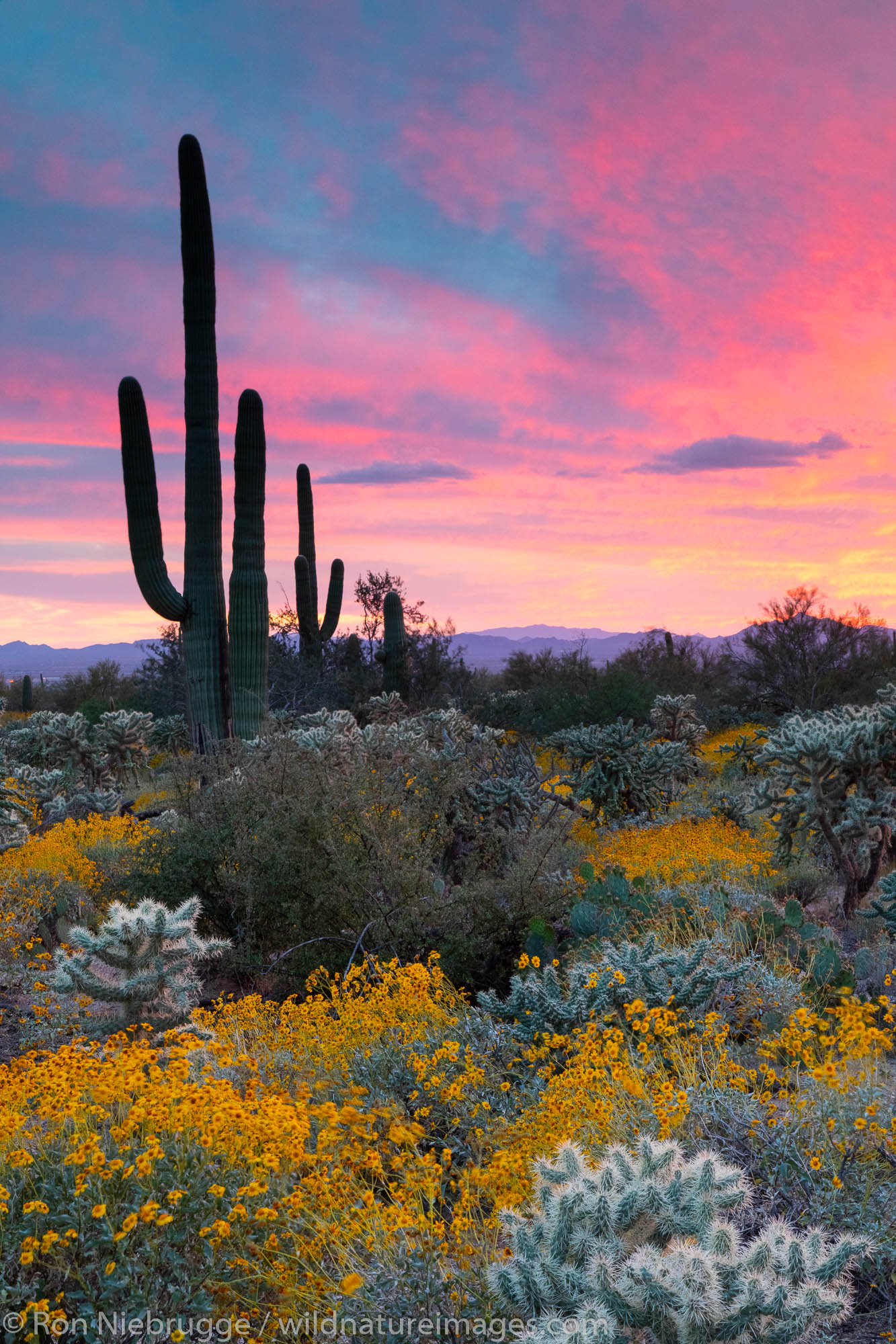 Marana, near Tucson, Arizona.