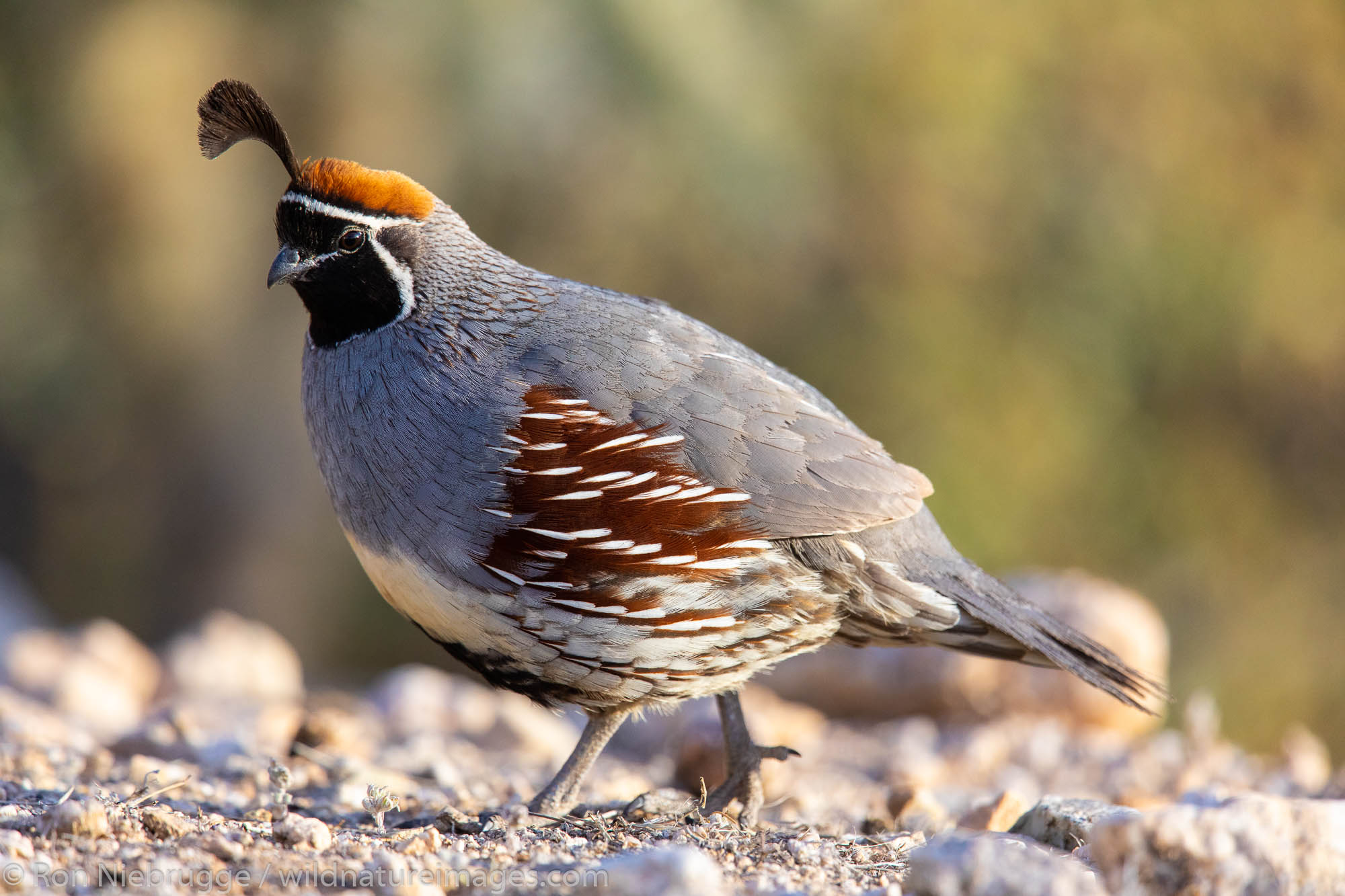 Gambel's Quail, Marana, near Tucson, Arizona.