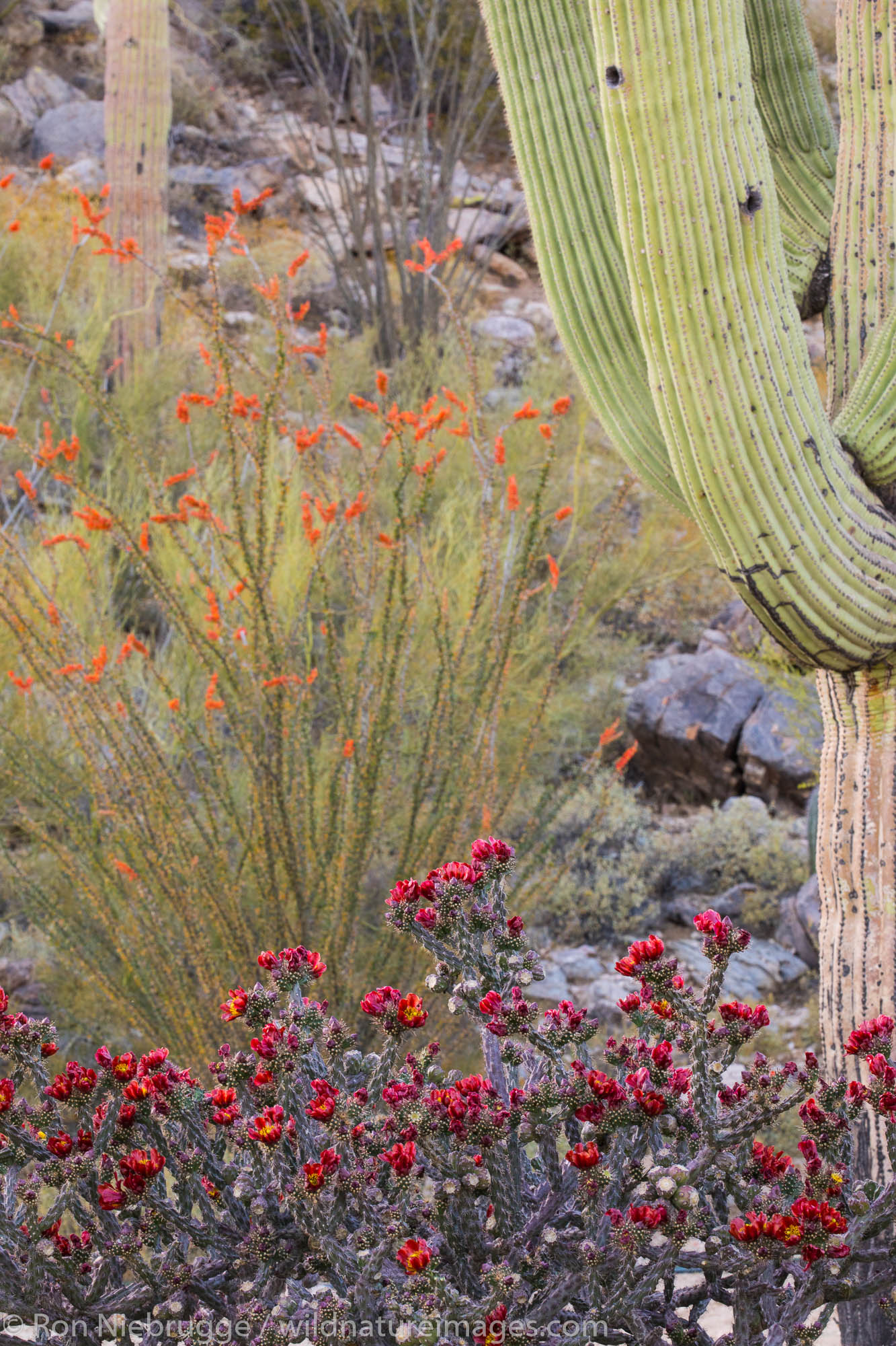 Cactus Wildflowers Tucson, Arizona. Photos by Ron Niebrugge