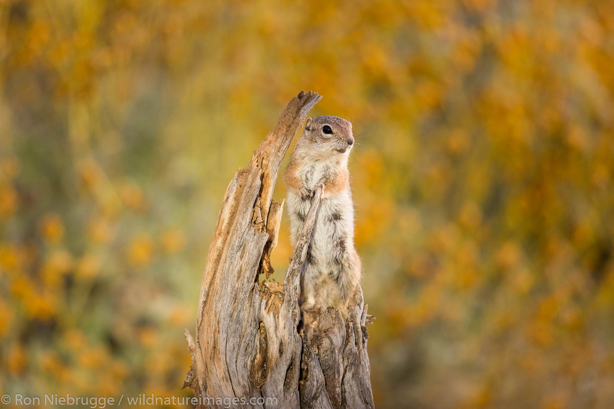 Antelope squirrel.  Arizona.