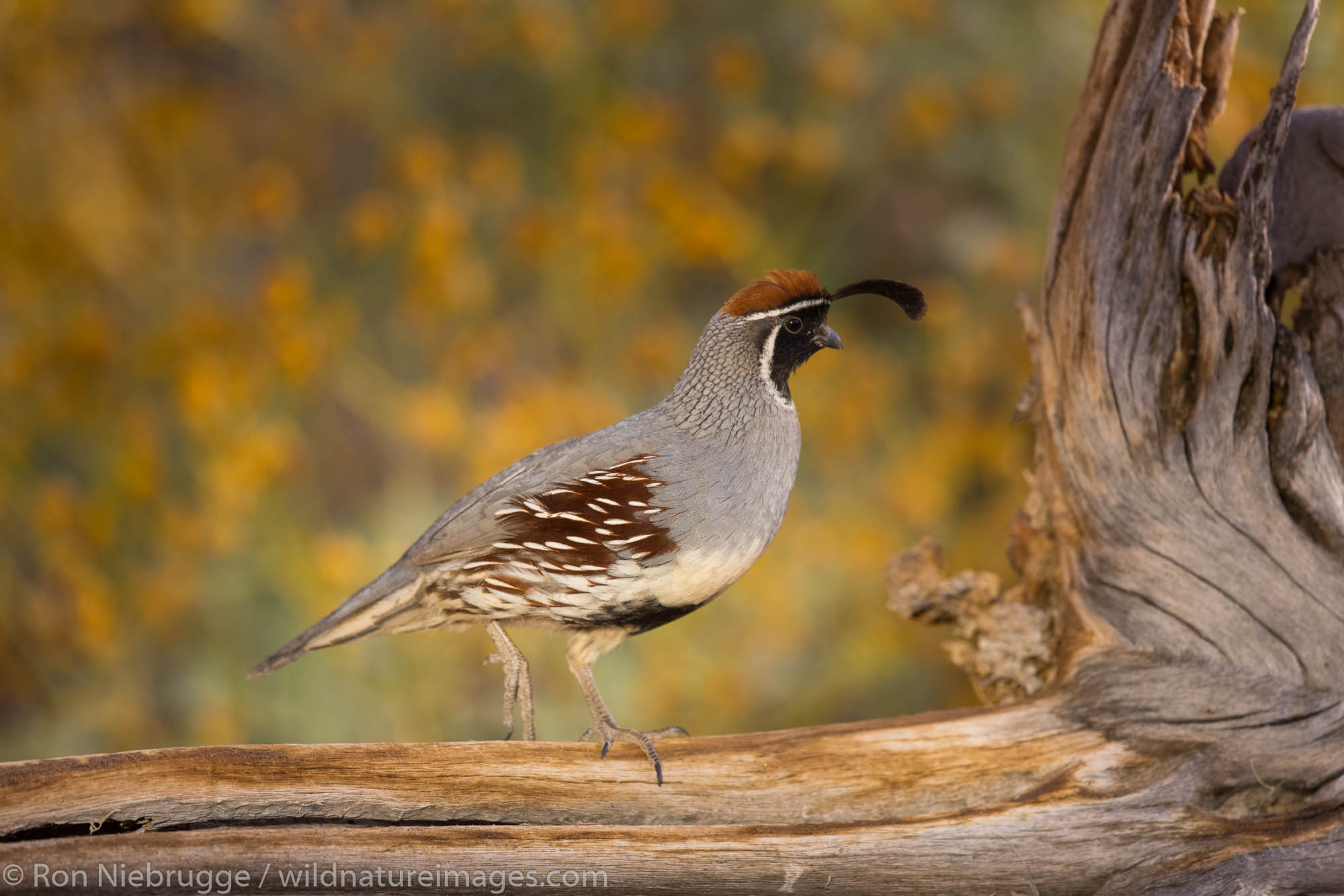 Gambel's Quail, Arizona.