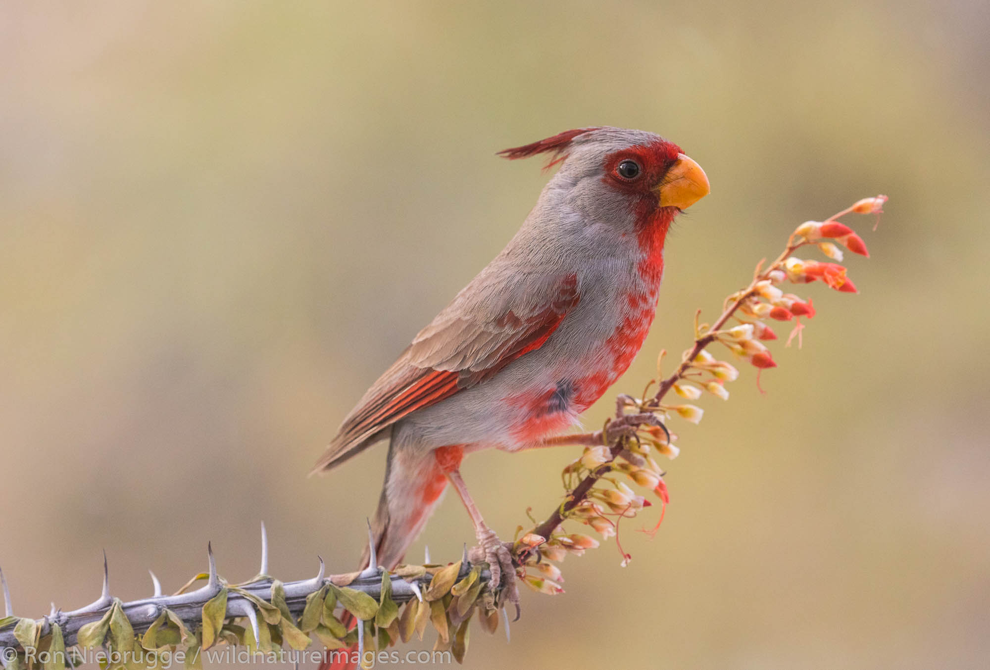 Pyrrhuloxia, Arizona.