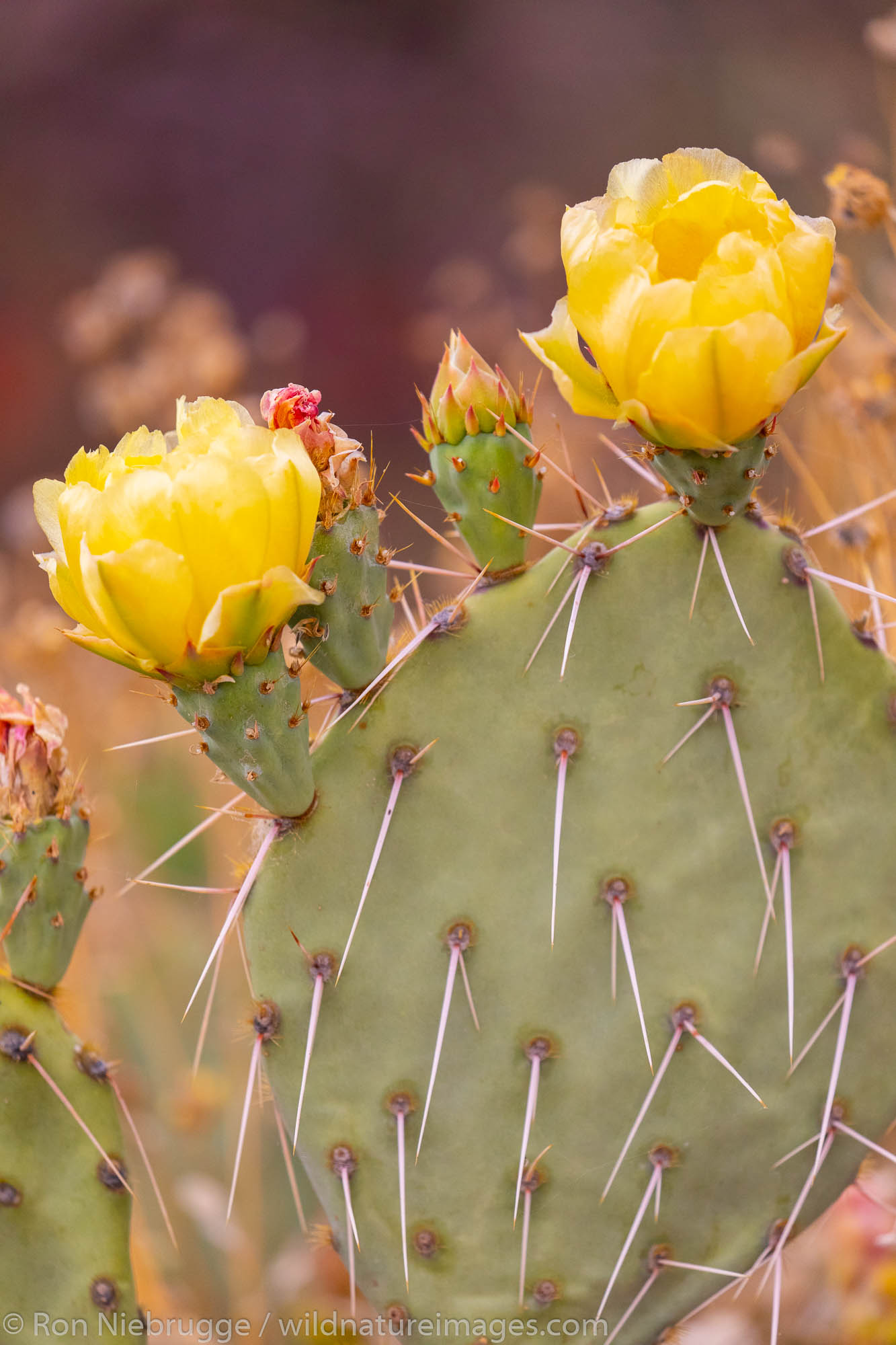 Blooming Prickly Pear cactus, Arizona.