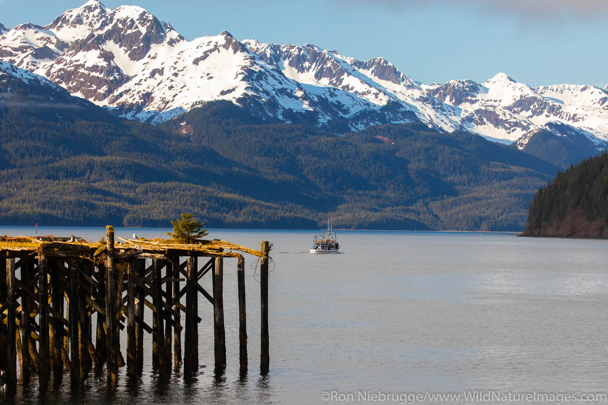 Copper River Delta, Chugach National Forest, Cordova, Alaska.