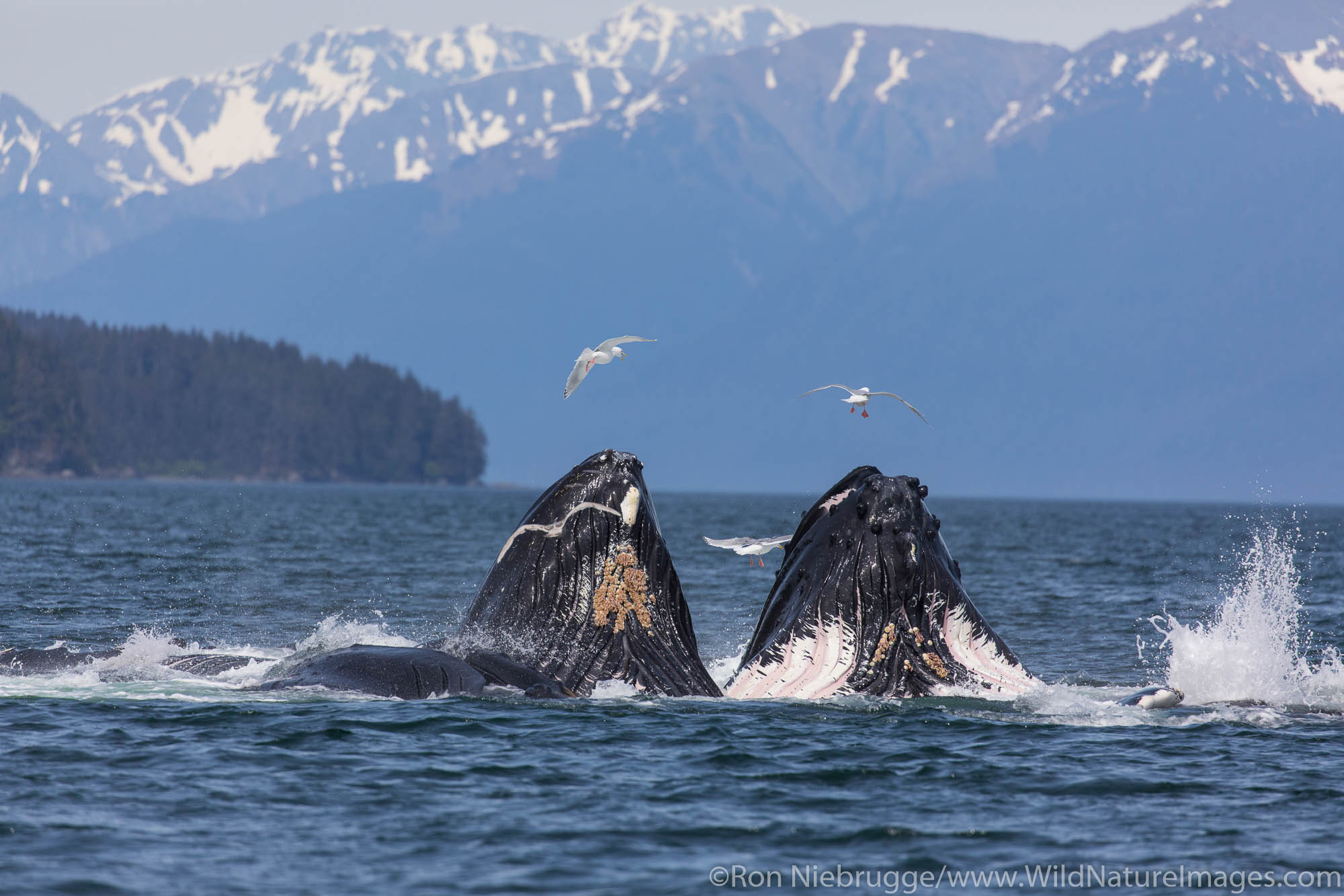 Humpback Whales bubble feeding, Southeast, Alaska.