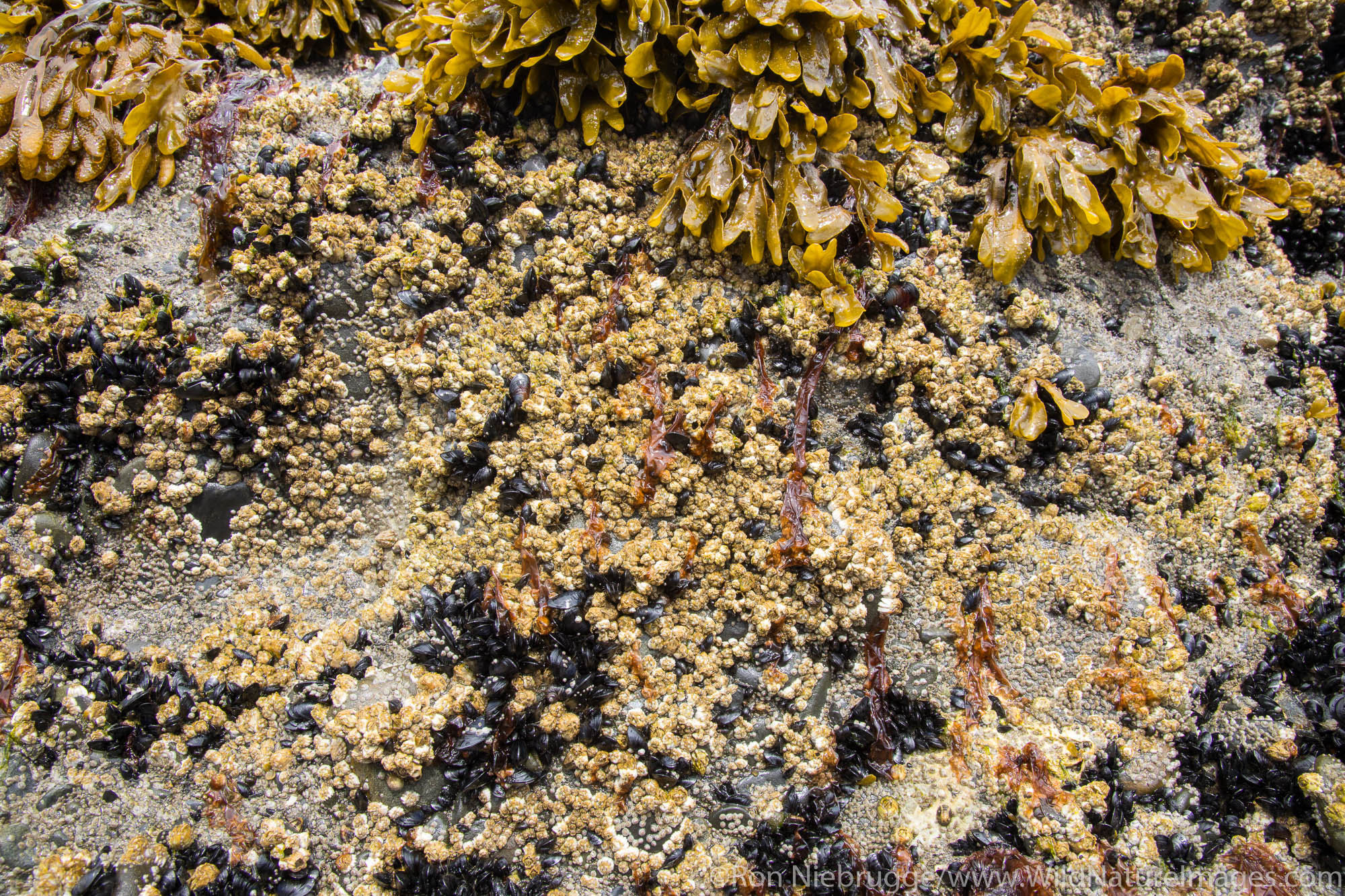 Lowtide, Resurrection Bay, Seward, Alaska.