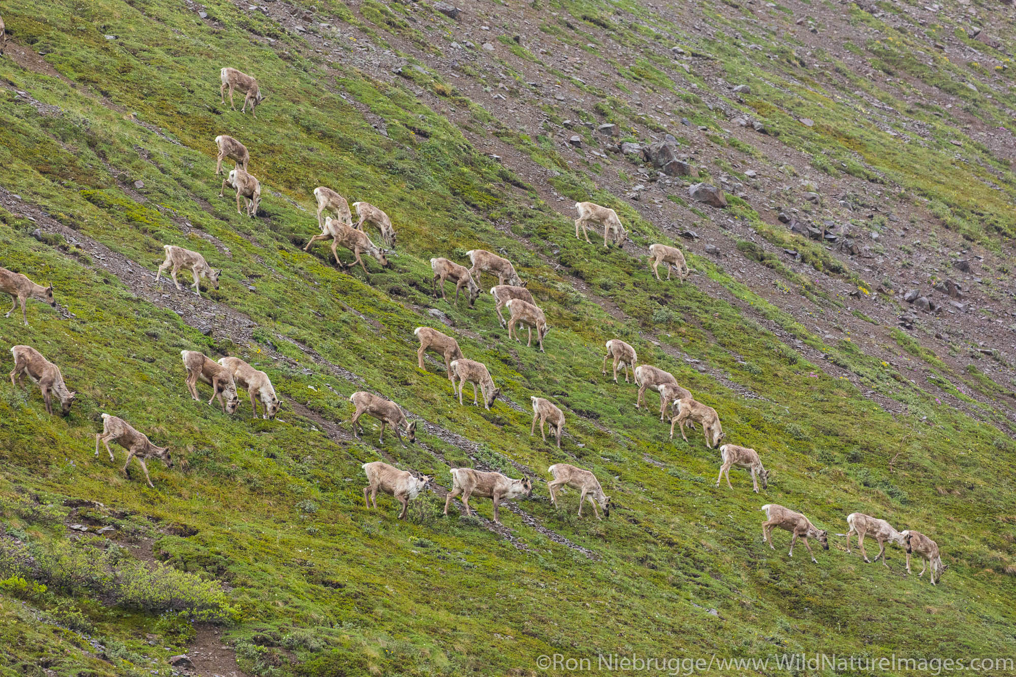 Herd of Caribou, Denali National Park, Alaska.