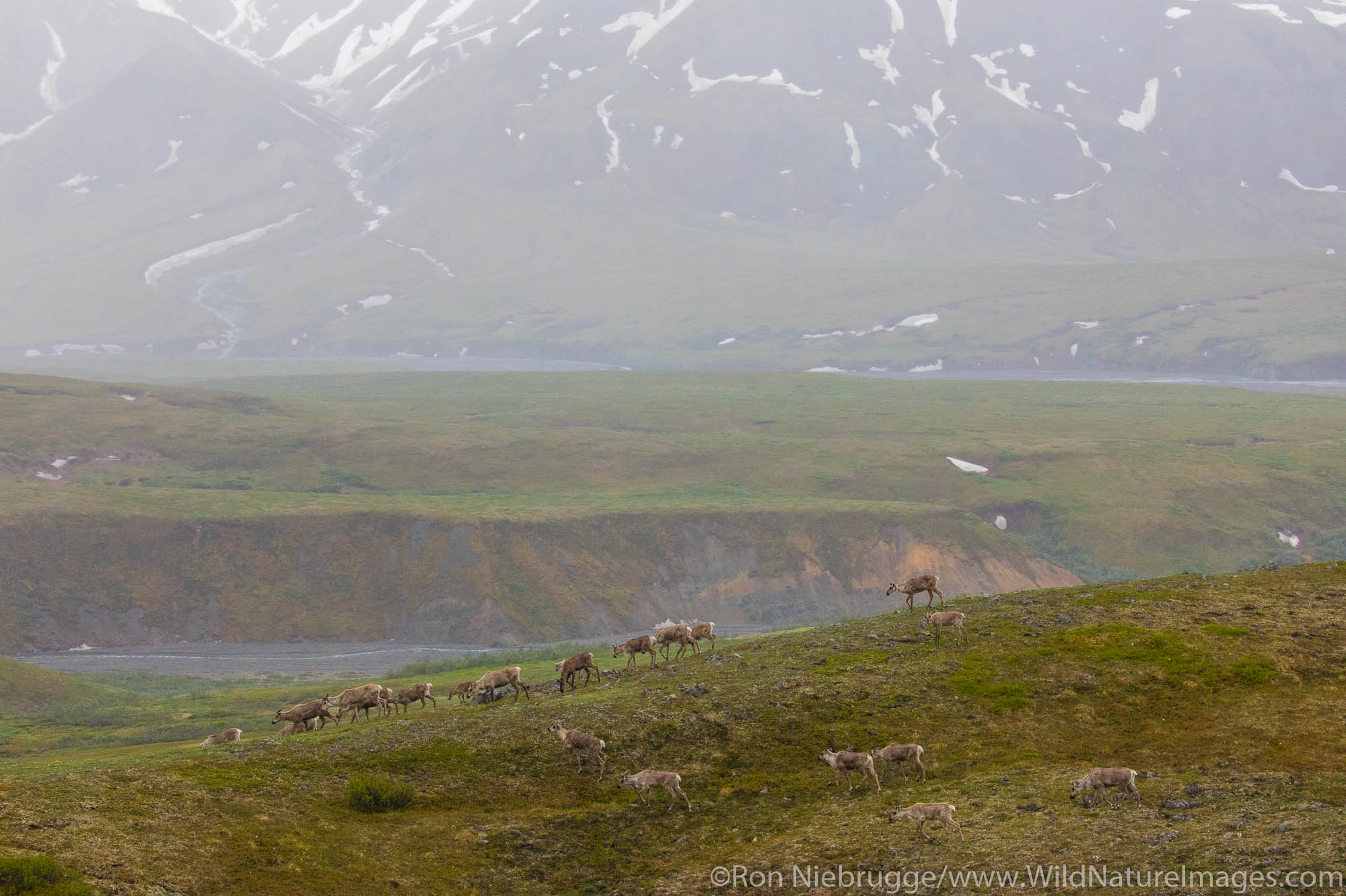 Herd of Caribou, Denali National Park, Alaska.