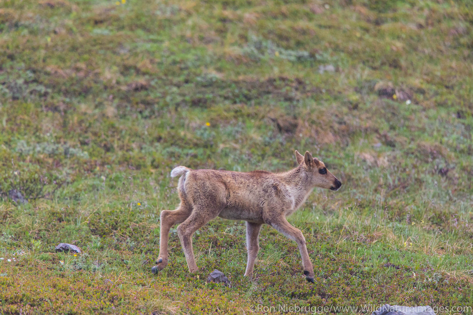 Caribou Calf.  Denali National Park, Alaska