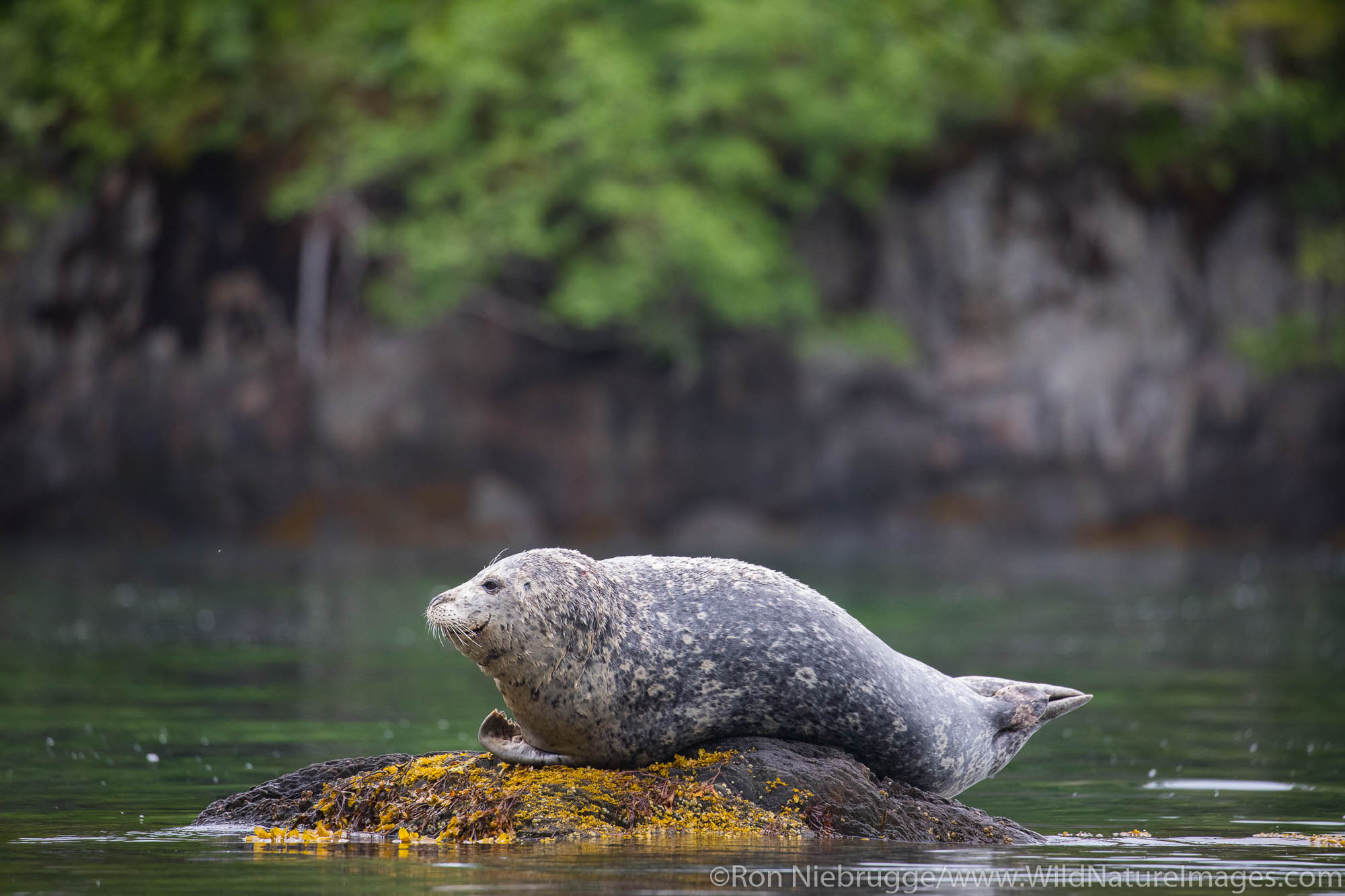 Harbor Seal, Prince William Sound, Alaska.