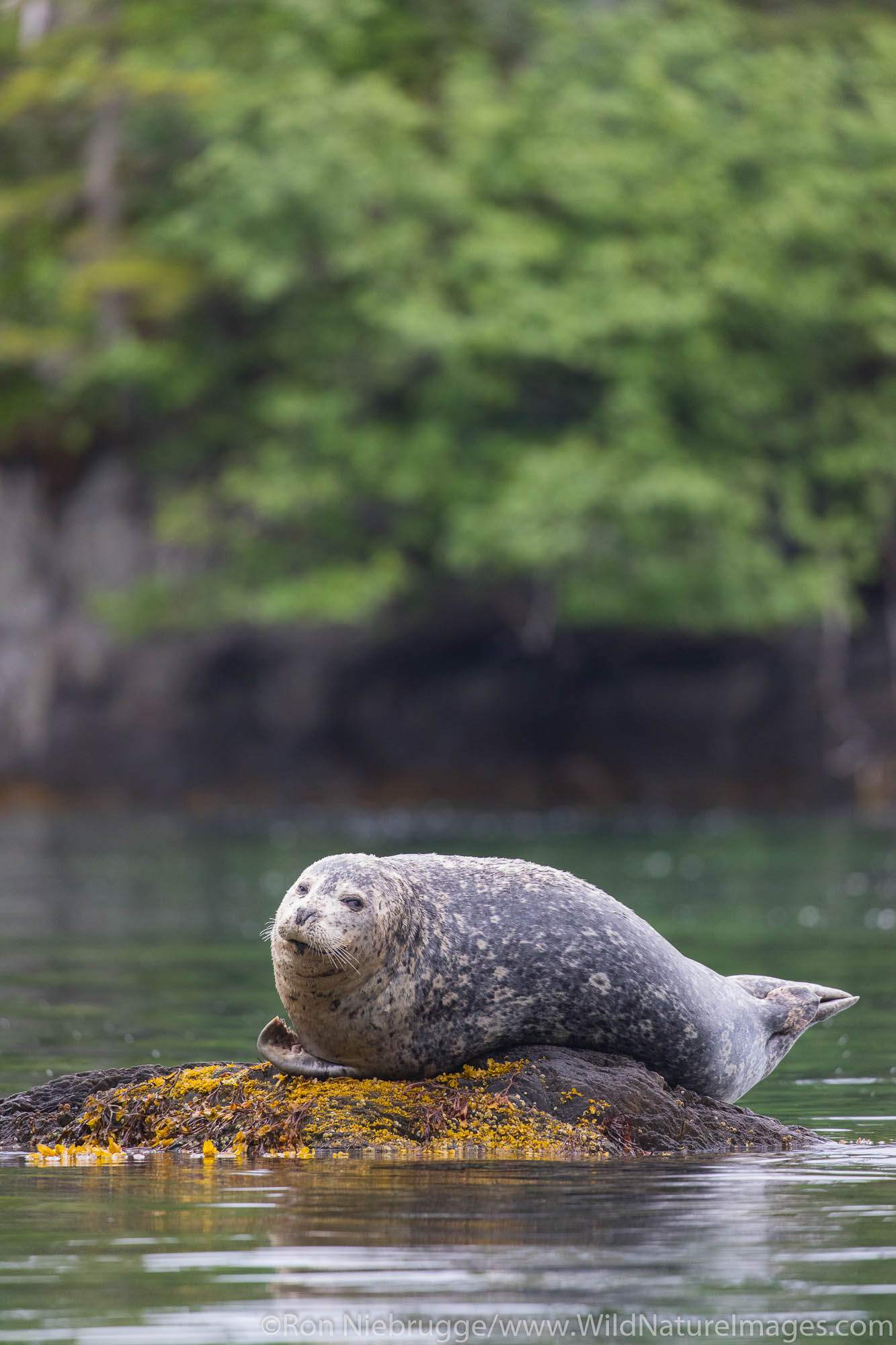 Harbor Seal, Prince William Sound, Chugach National Forest, Alaska.