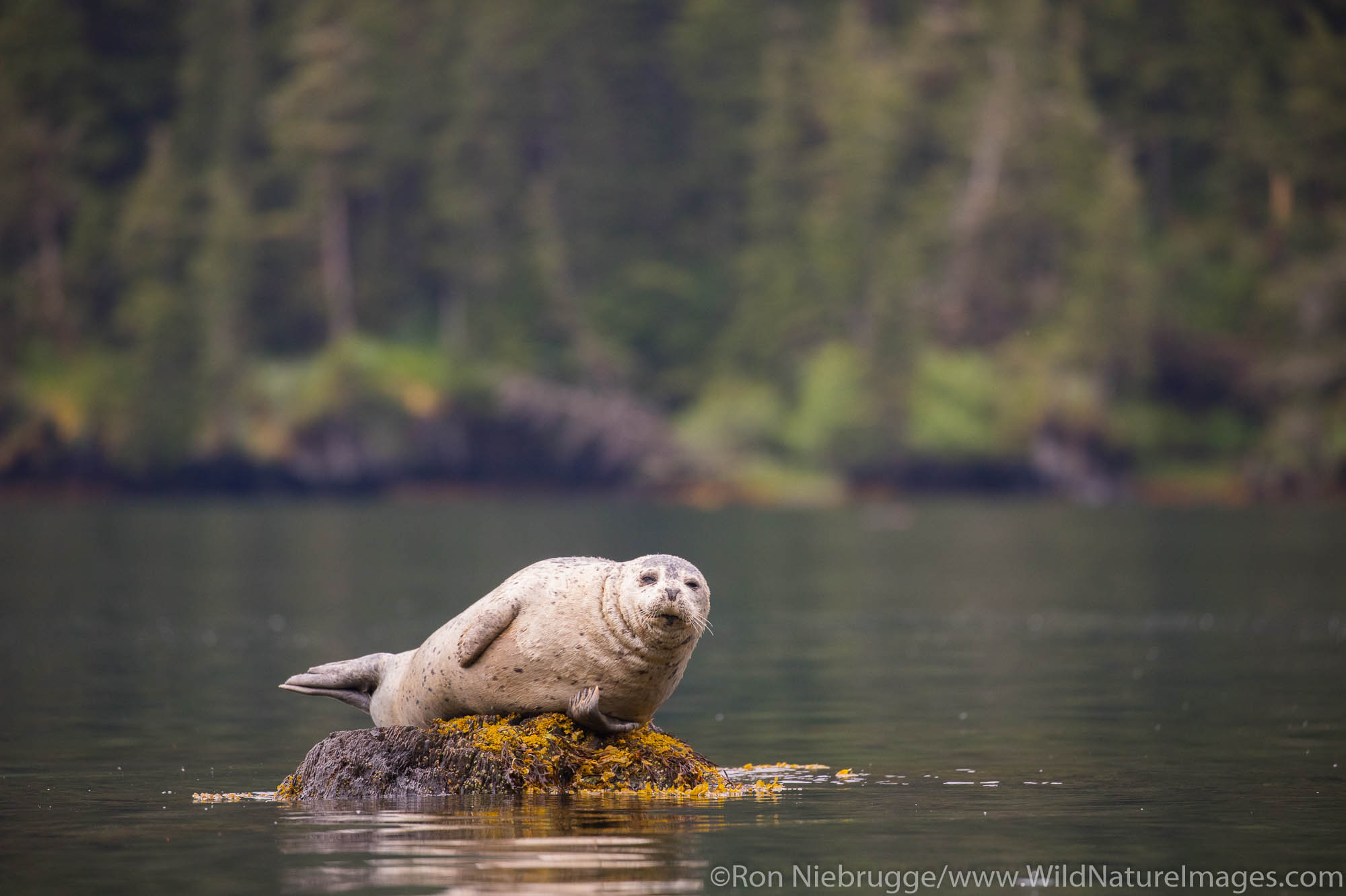 Harbor Seal, Prince William Sound, Alaska.