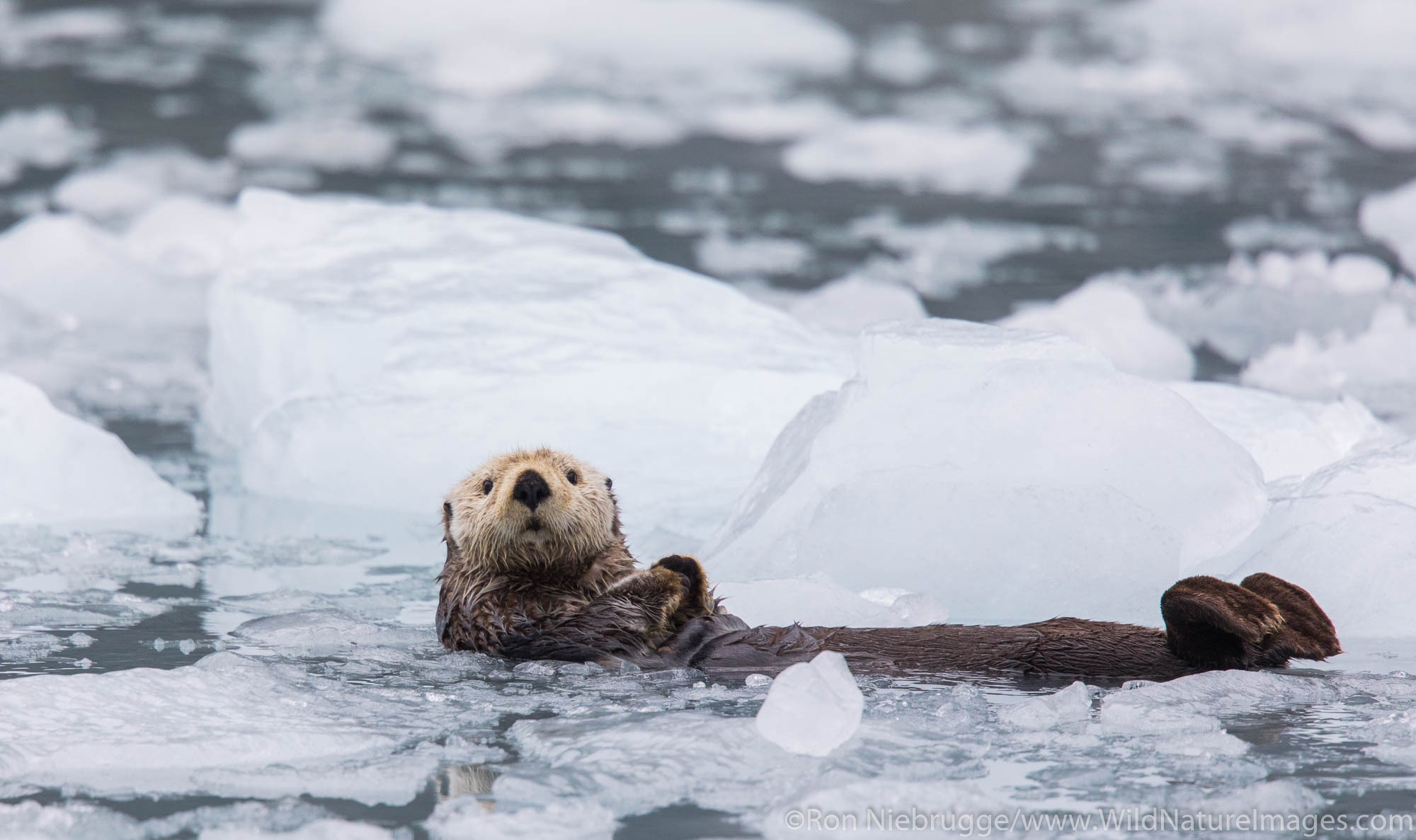 Sea otter, Prince William Sound, Chugach National Forest, Alaska.