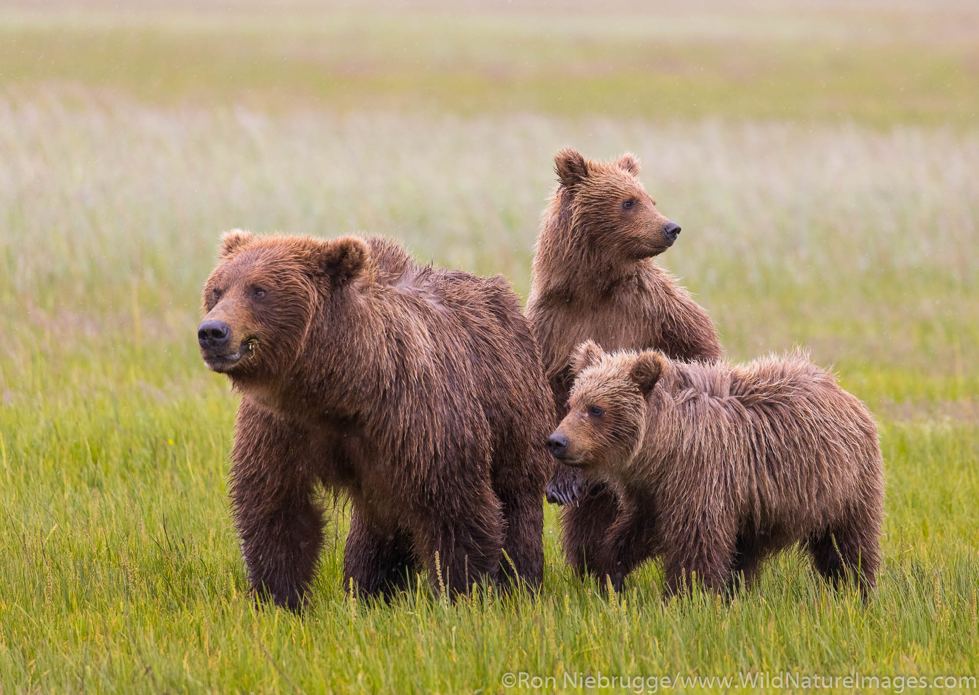 Grizzly Bear Sow with Cubs Photos by Ron Niebrugge
