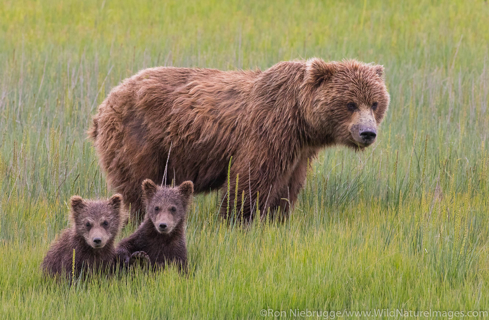 Grizzly Bear sow with cubs, Lake Clark National Park, Alaska