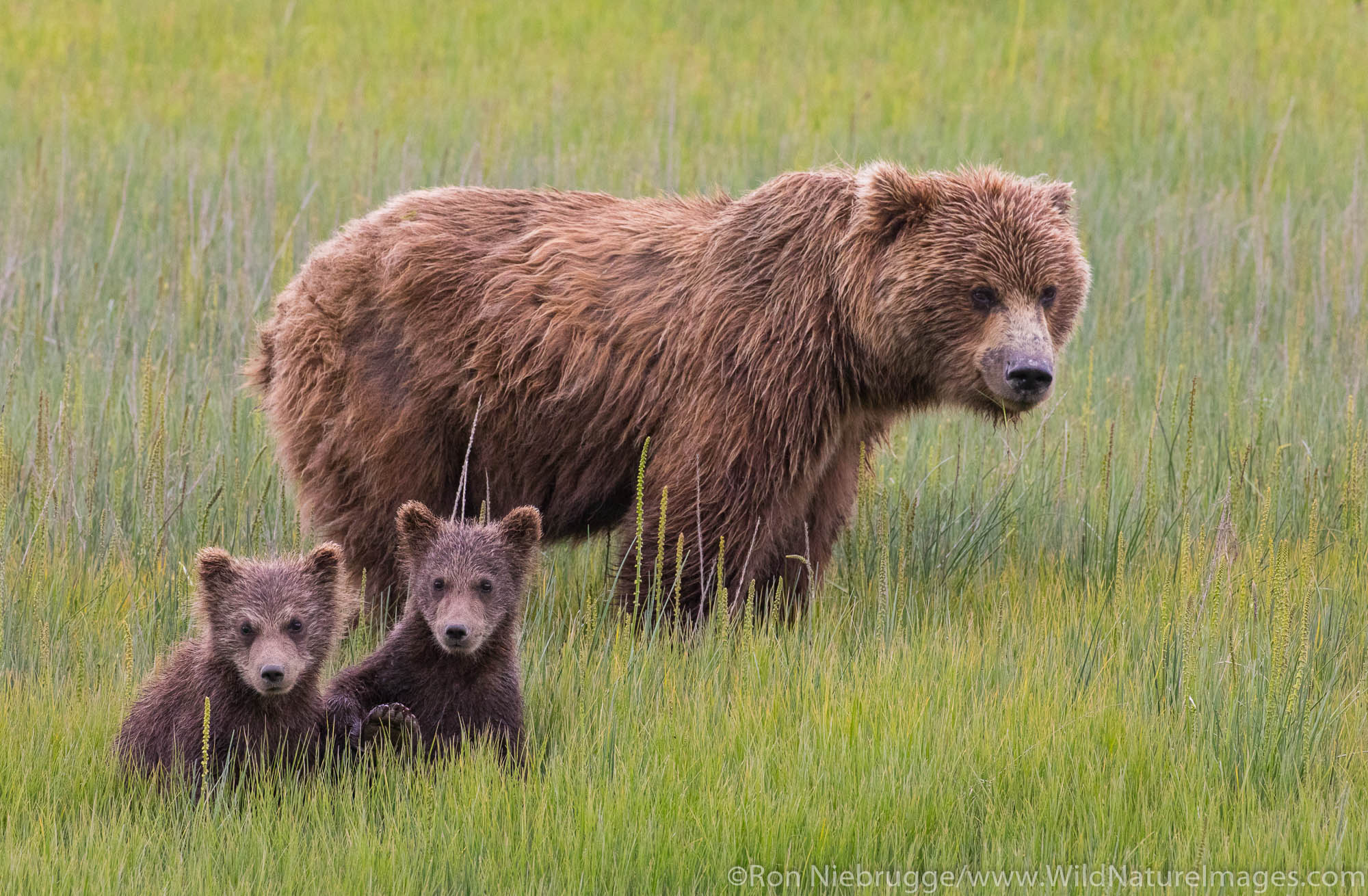 Grizzly Bear Sow with Cubs Photos by Ron Niebrugge